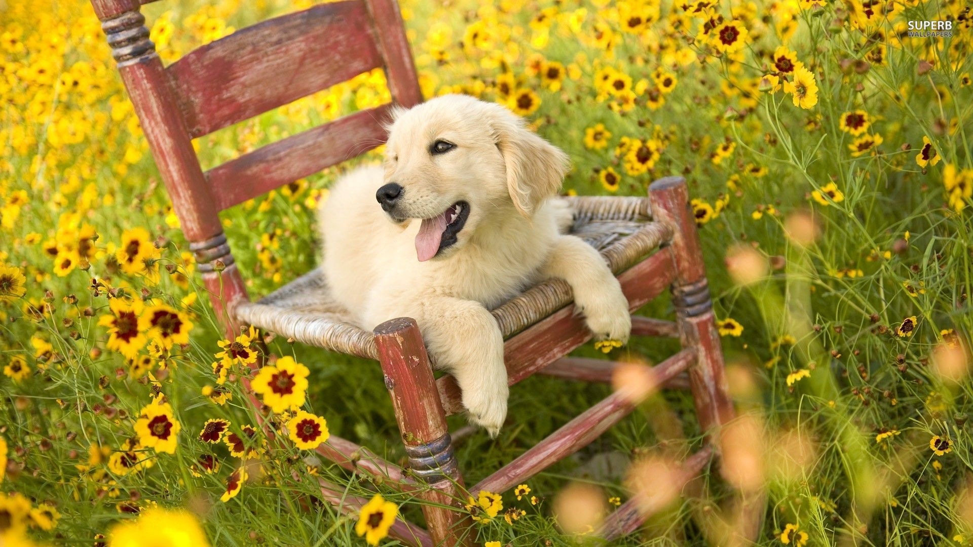 1920x1080 Pics of a golden retriever puppy wallpaper, Desktop