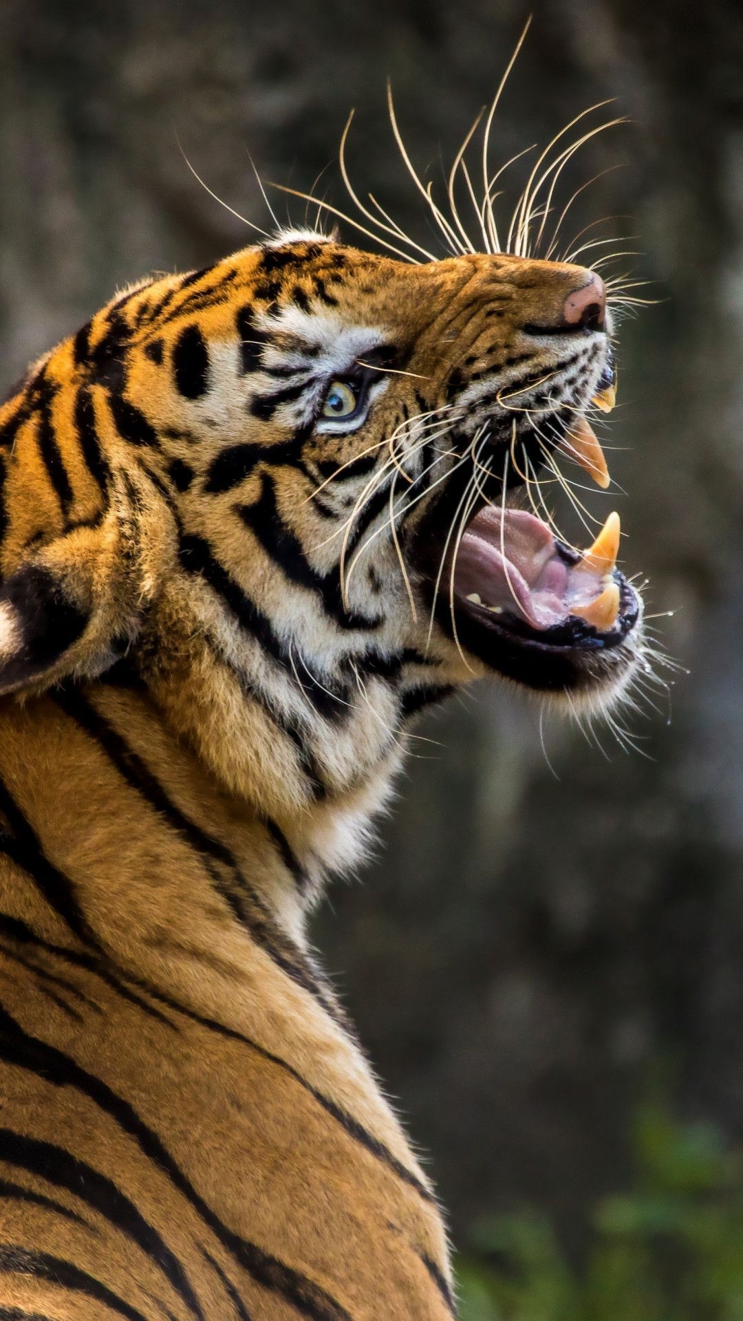 1080x1920 Tiger iPhone Background On High Definition Wallpaper on flowerswallpaper.info, if you like it. #iphone #android #wallpaper. Angry animals, Pet tiger, Animals wild, Phone