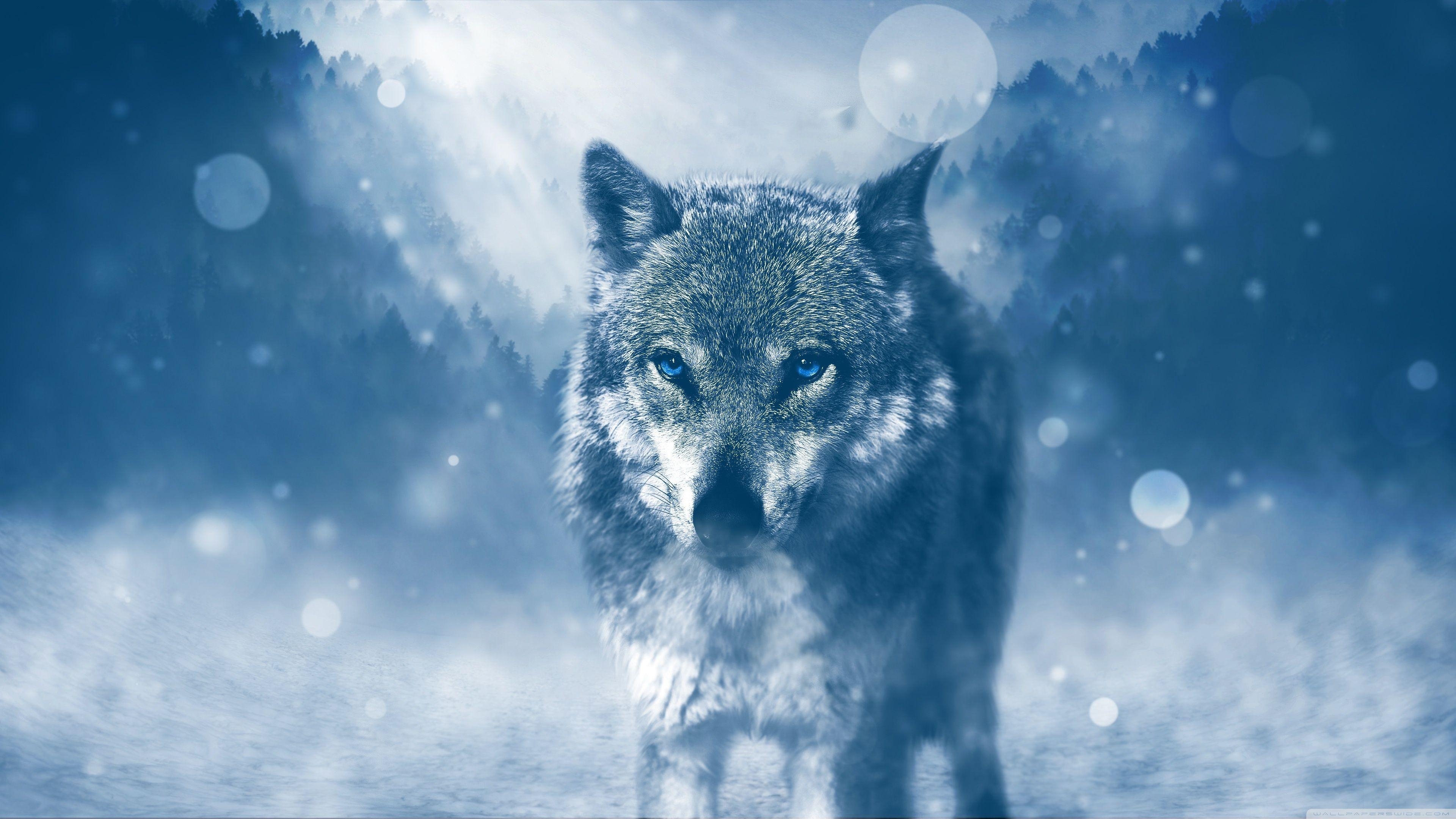 3840x2160 Wolf Winter Ultra HD Desktop Background Wallpaper for 4K UHD TV, Widescreen & UltraWide Desktop & Laptop, Multi Display, Dual Monitor, Tablet, Desktop