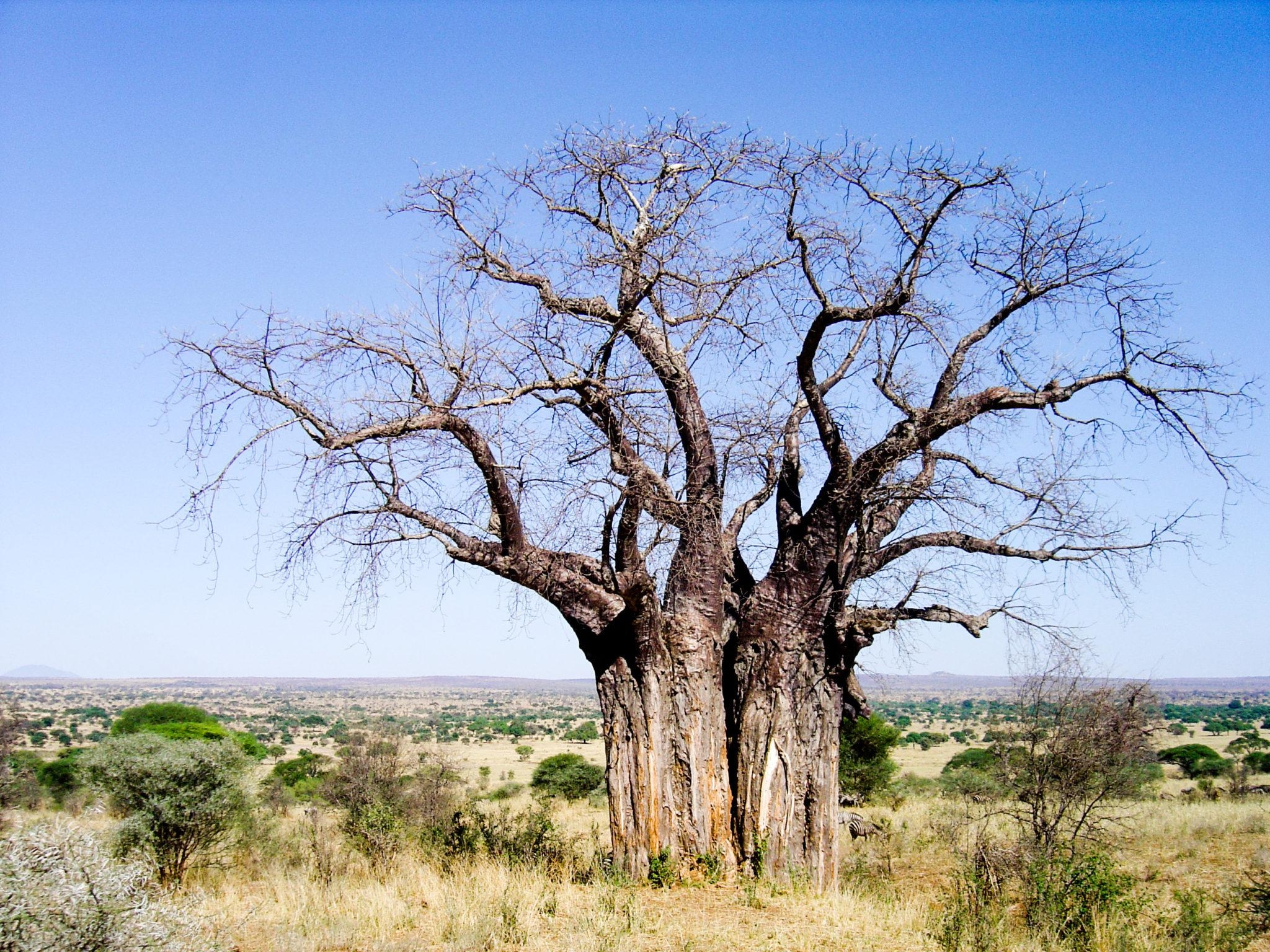 2050x1540 Makgadikgadi Pans Game Reserve, Desktop