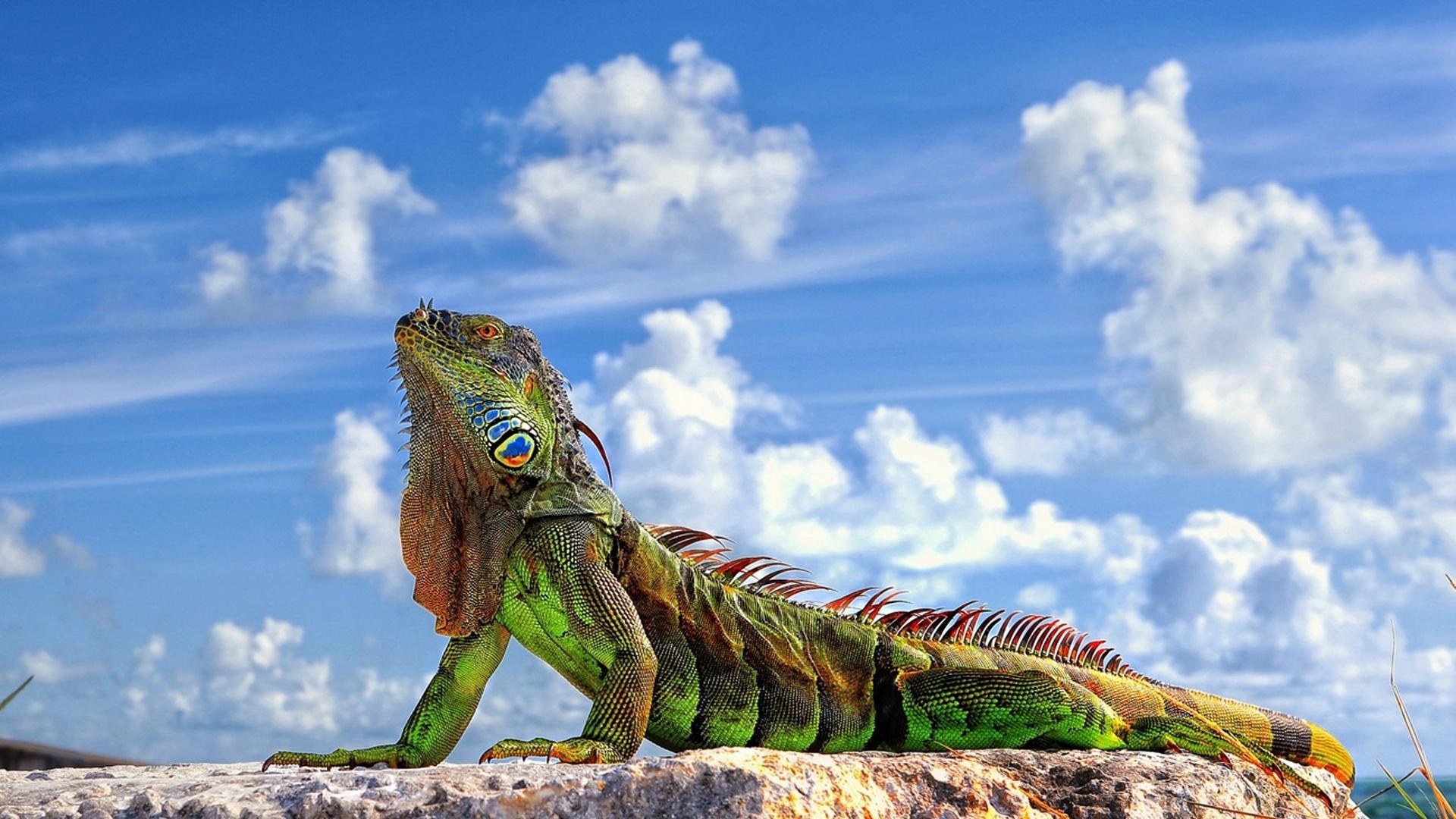 1920x1080 Iguana Wallpaper 3 X 1080, Desktop