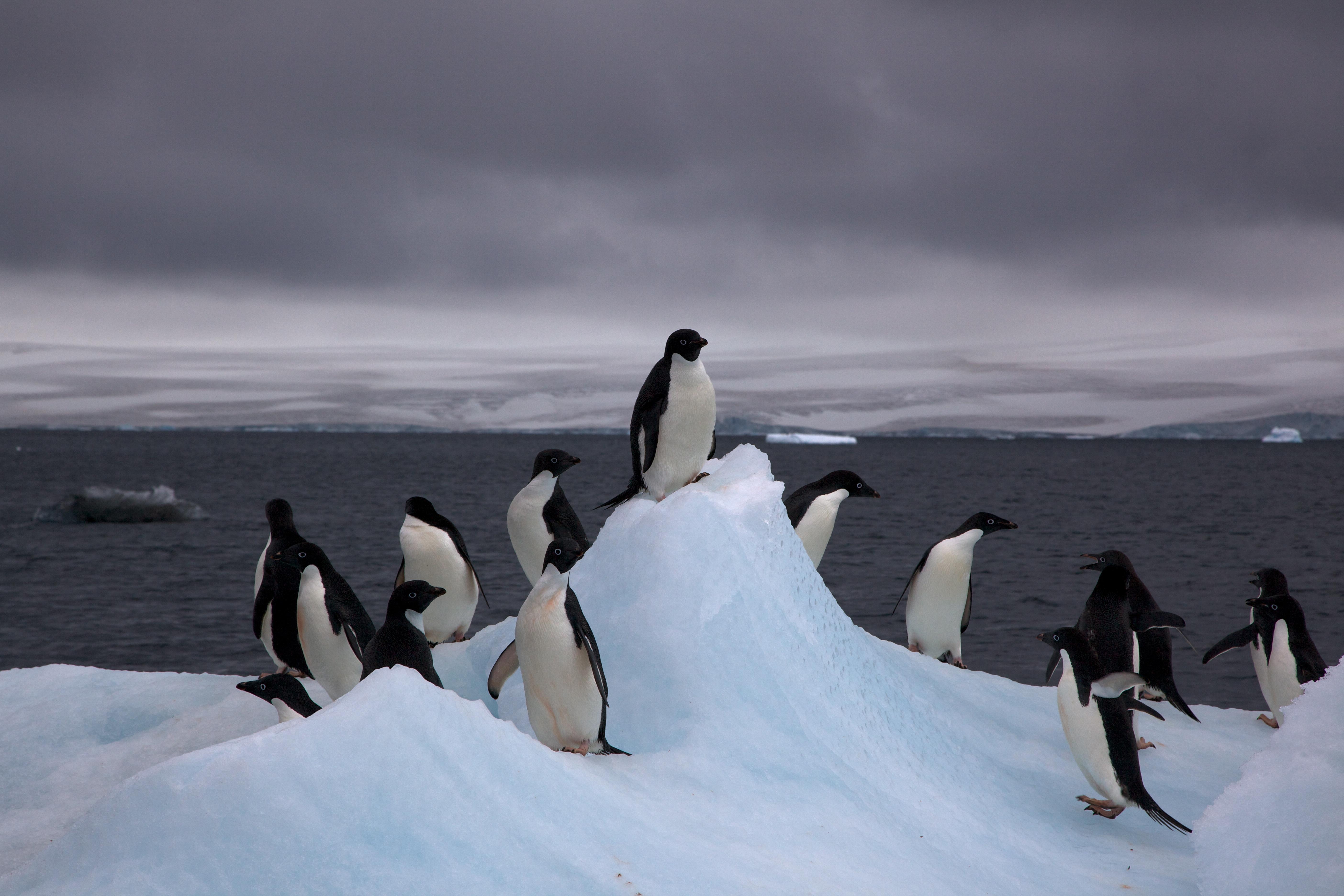 5620x3750 List of birds of Antarctica, Desktop