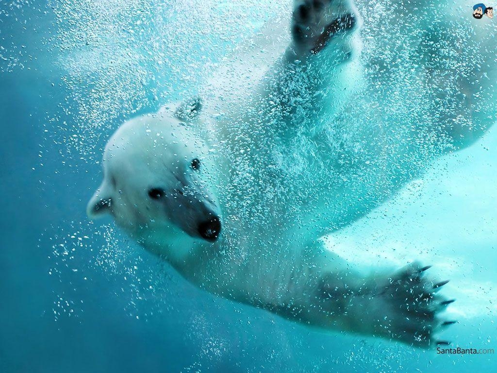 1030x770 Wallpaper For > Polar Bear Swimming Wallpaper, Desktop