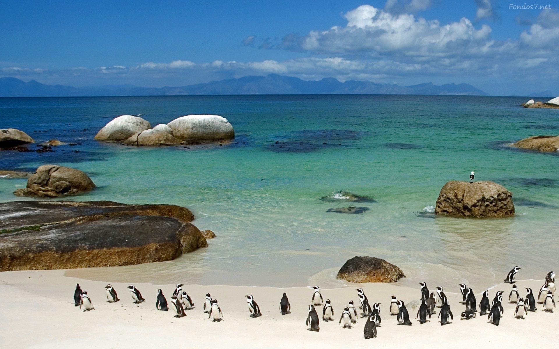 1920x1200 Penguins South Africa Wallpaper, Desktop