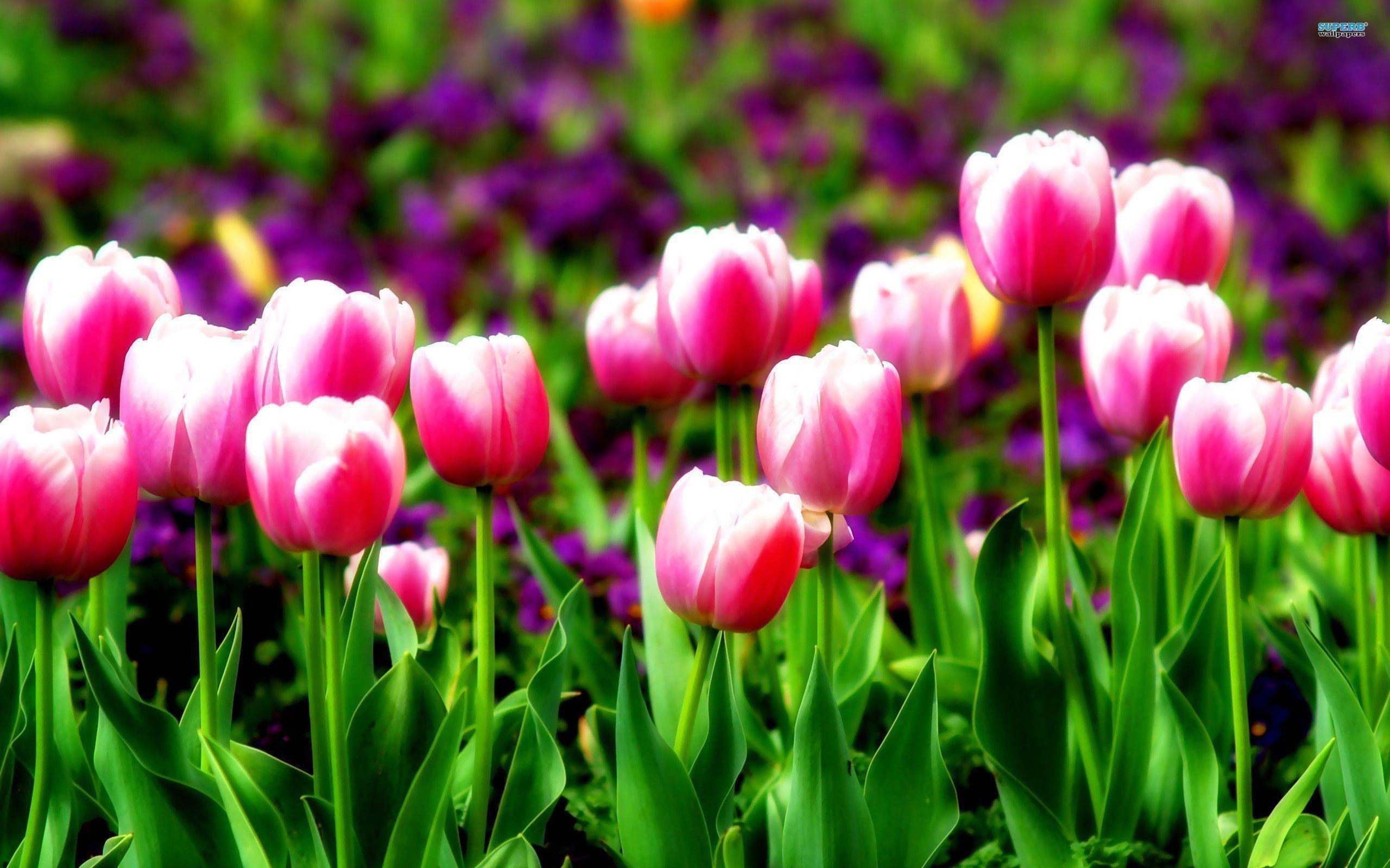 2560x1600 Tulips 11606, Desktop