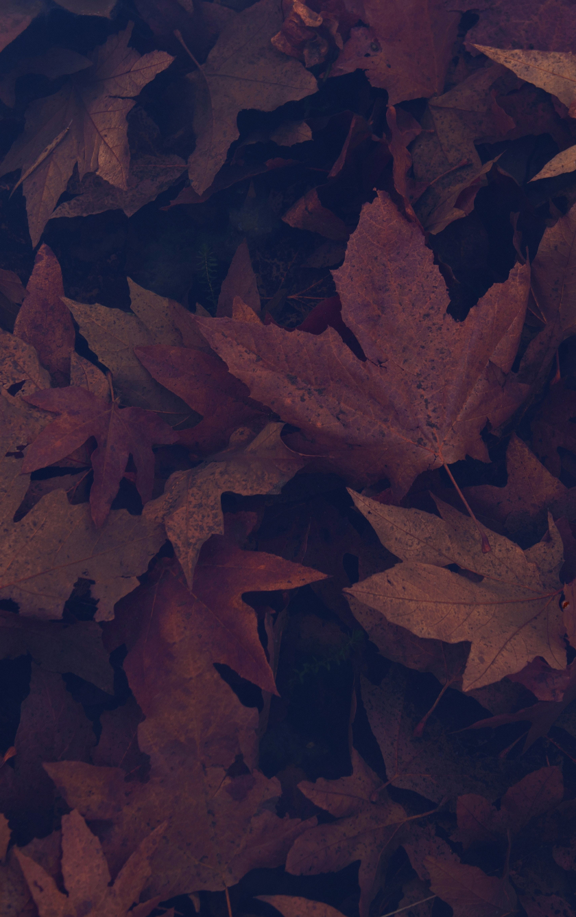 840x1340 Download wallpaper  dark, portrait, maple leaves, autumn, iphone iphone 5s, iphone 5c, ipod touch,  HD background, 17858, Phone