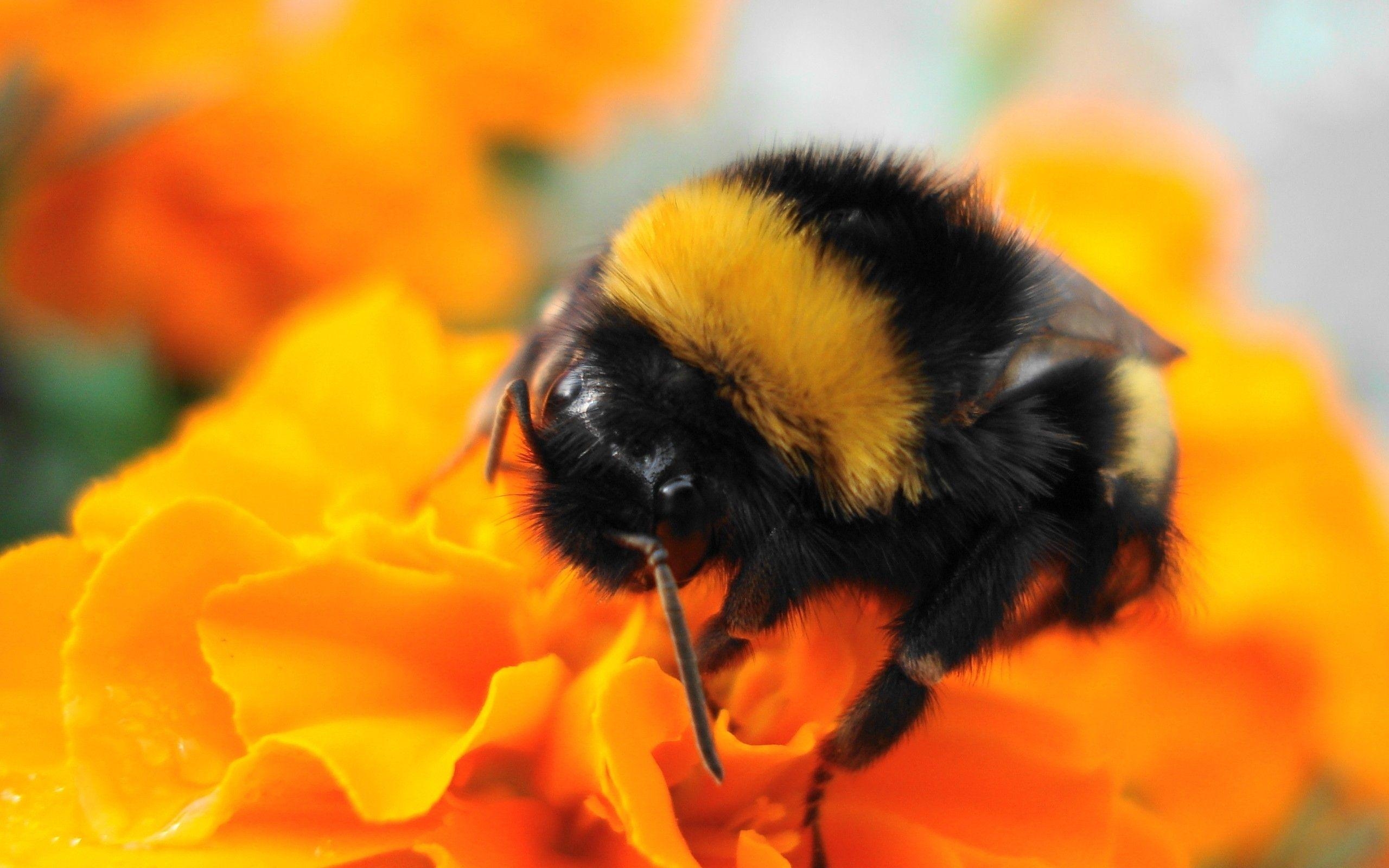 2560x1600 Honey Bee On Flower, Desktop