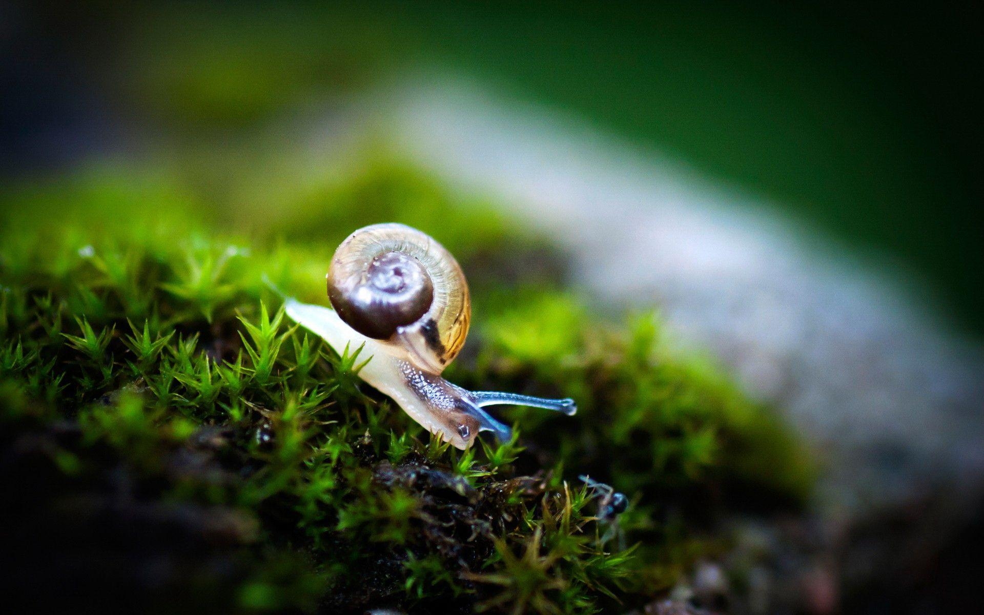 1920x1200 Snail Wallpaper, 47 Free Snail Wallpaper, Desktop