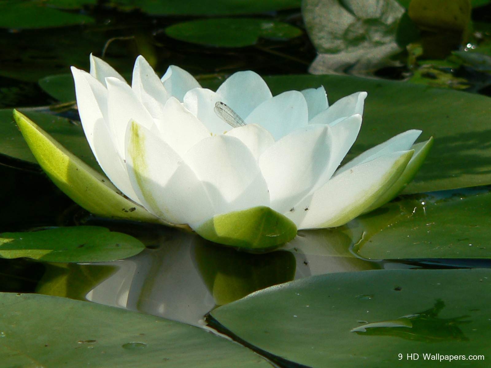 1600x1200 Lotus Flower HD Wallpaper, Flowers Image And Photo, Desktop