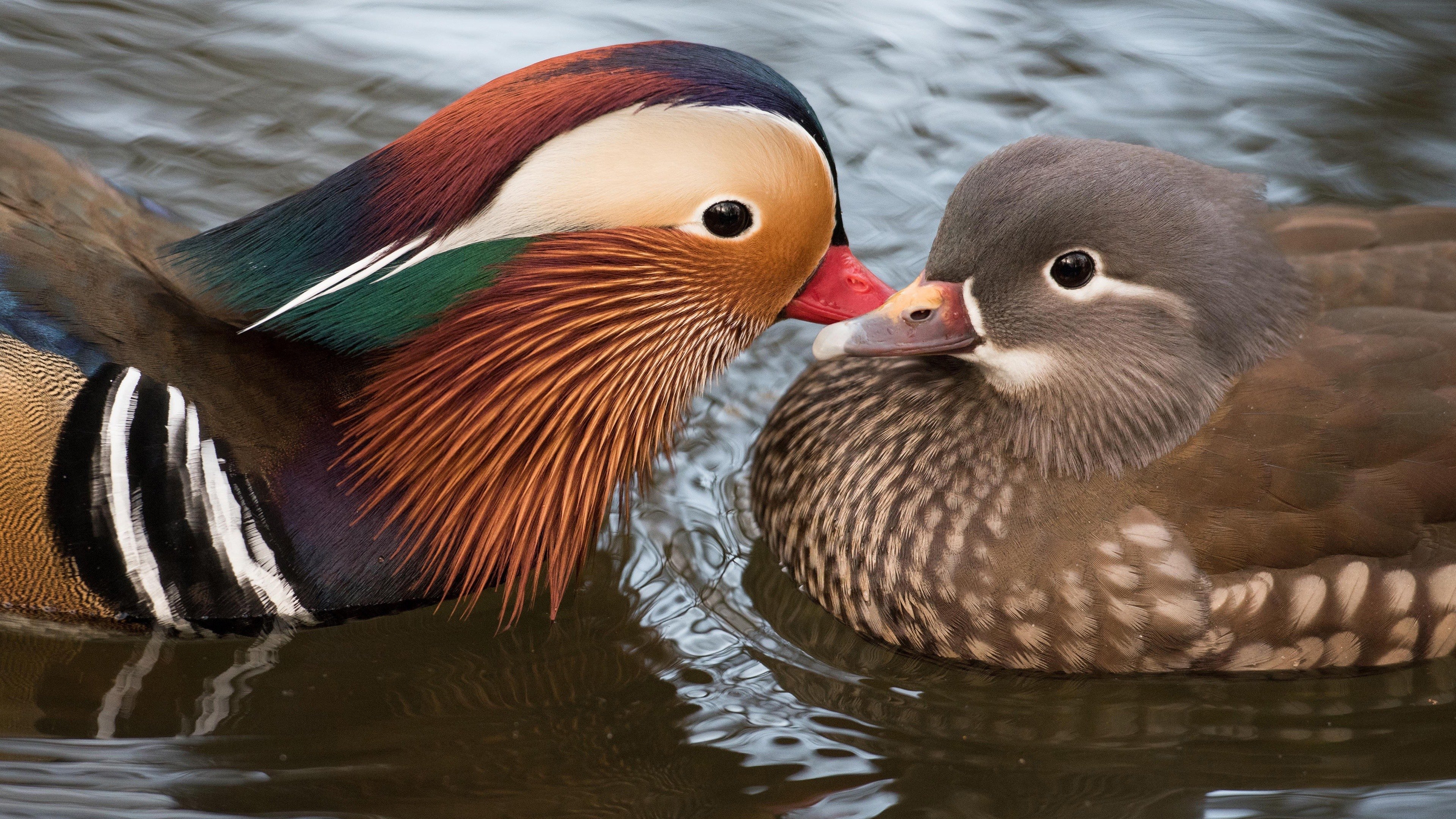 3840x2160 Wallpaper Two birds, mandarin duck, water  UHD 4K Picture, Image, Desktop