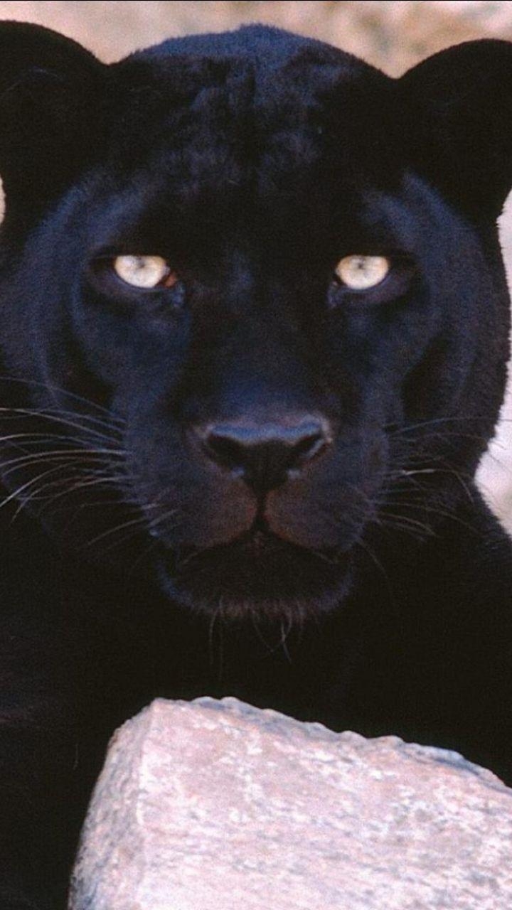 720x1280 Animal Black Panther () Wallpaper, Phone