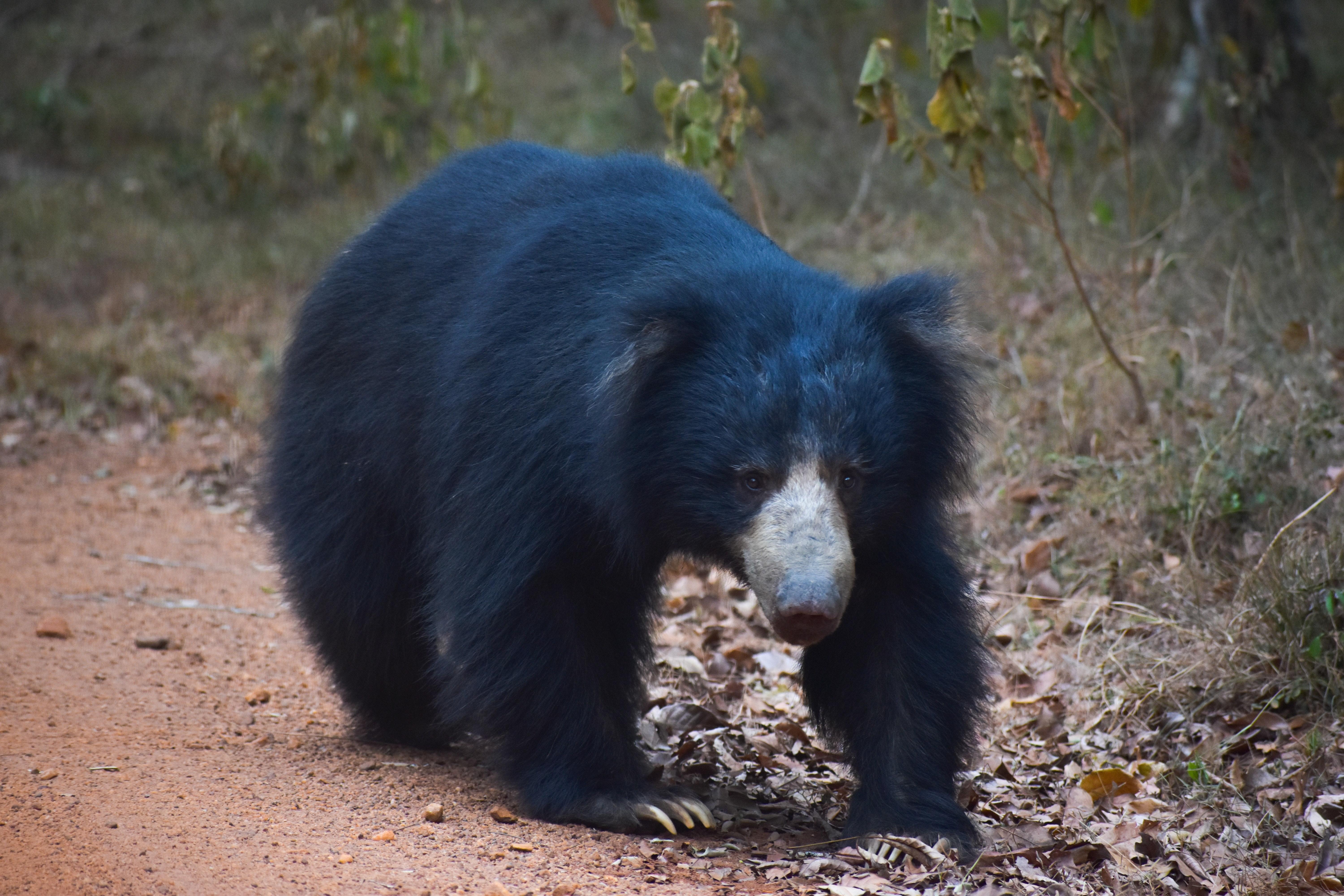 6000x4000 Free of Sloth Bear, Desktop