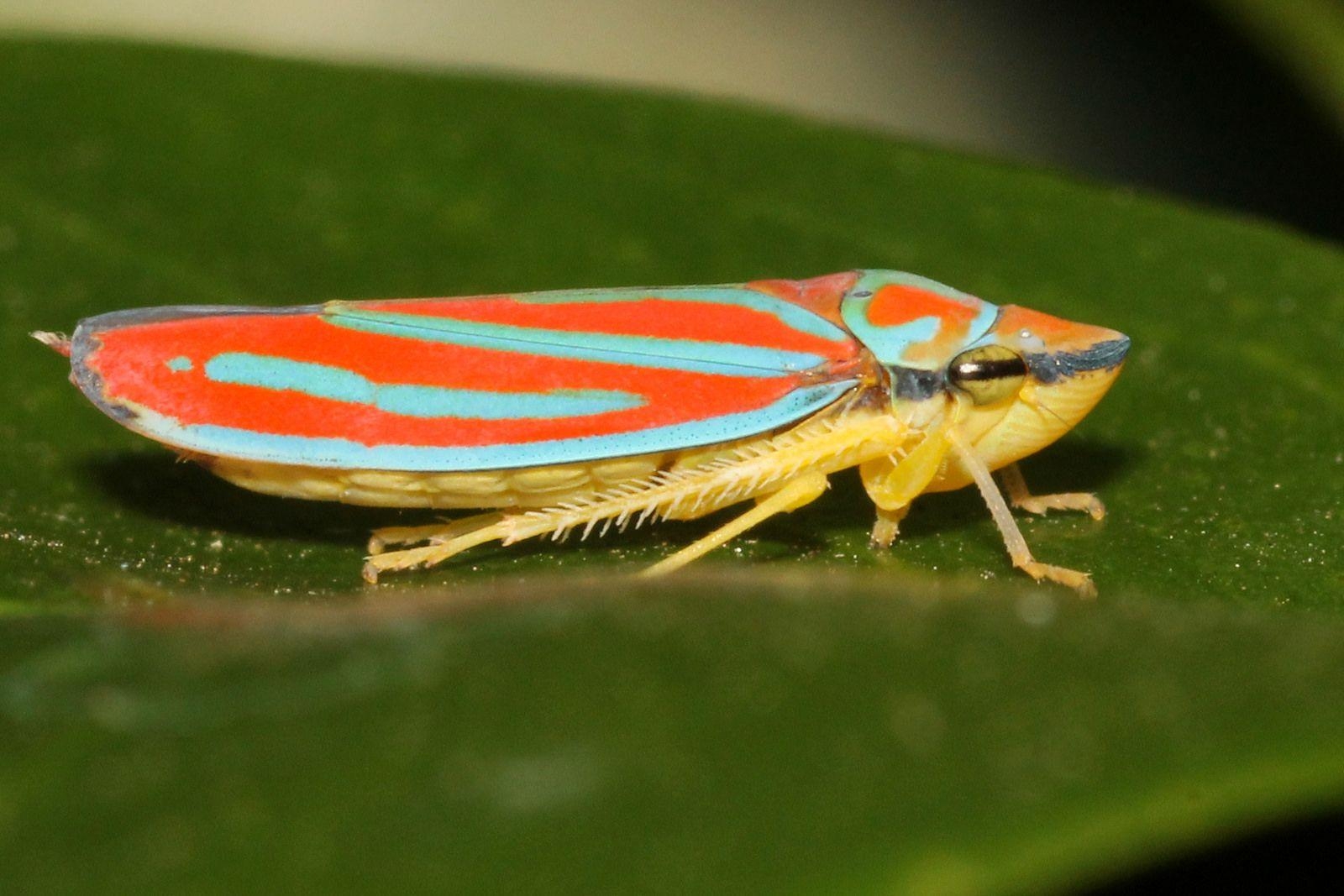 1600x1070 Leafhopper, Desktop