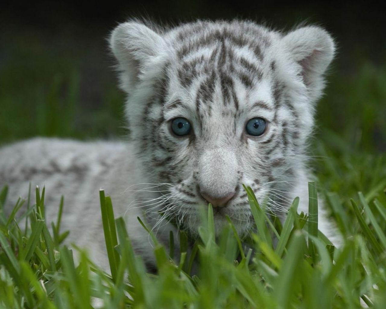 1280x1030 White Tiger Cubs HD Wallpaper Wallpaper Inn, Desktop