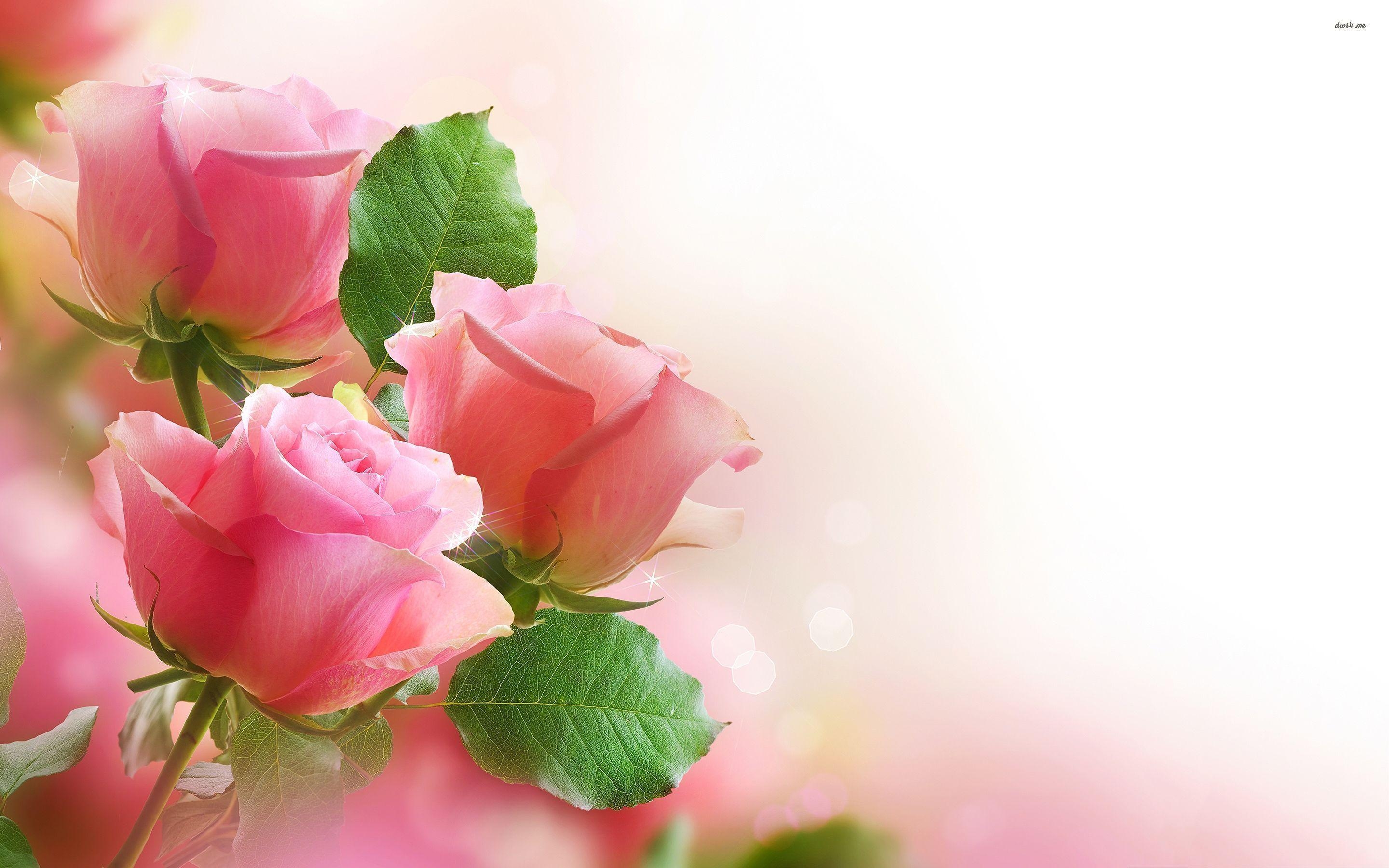 2880x1800 Green Rose Wallpaper HD Base 1280x1024PX Wallpaper Roses, Desktop