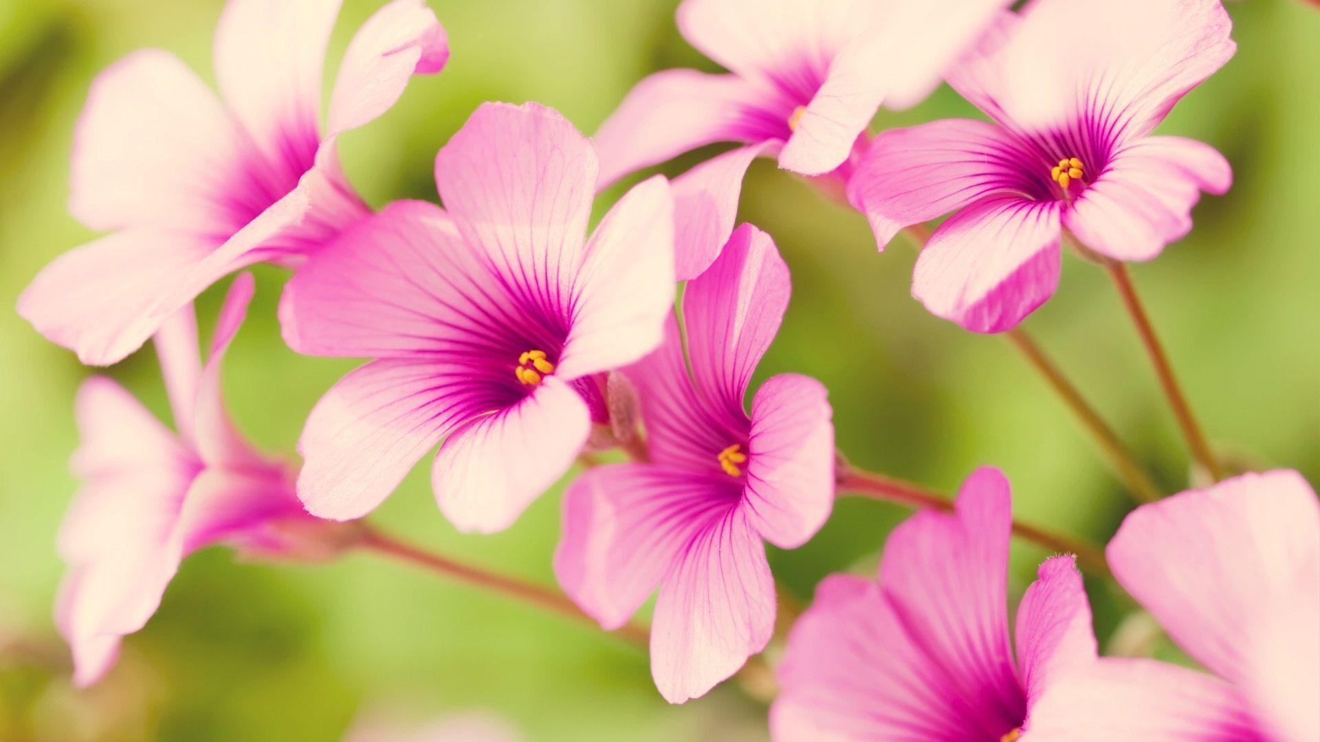 1920x1080 Spring Flower wallpaper, Desktop