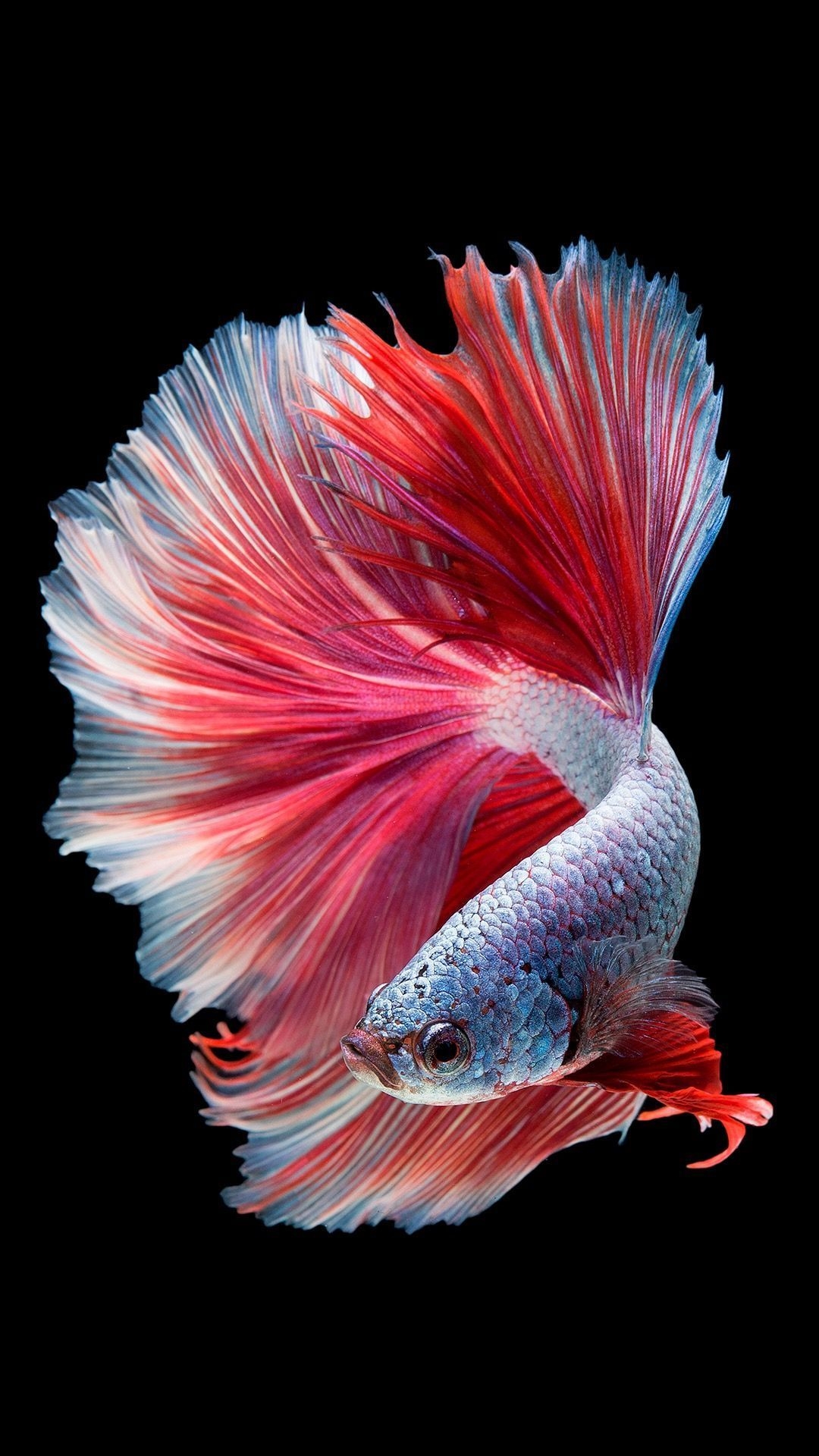 1080x1920 Betta Fish Wallpaper Free Betta Fish Background, Phone