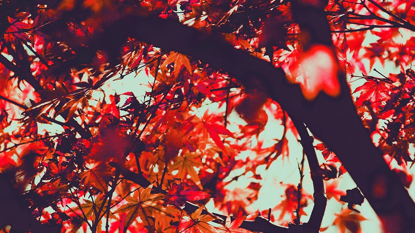 1370x770 wallpaper for desktop, laptop. fall tree leaf autumn nature mountain red, Desktop