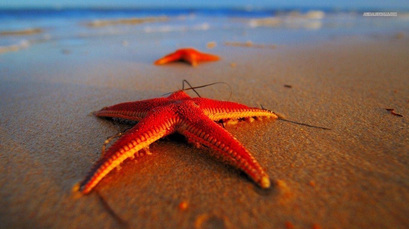 1370x770 Starfish wallpaper #, Desktop