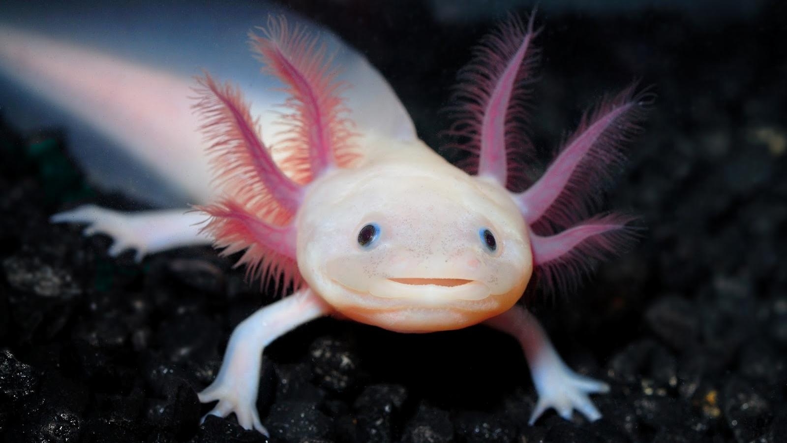 1600x900 Mexican Salamander Also Known As The Mexican Walking Fish, Desktop