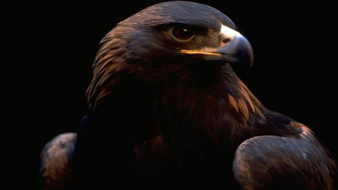 1370x770 Golden Eagle Wallpaper 11 X 768, Desktop