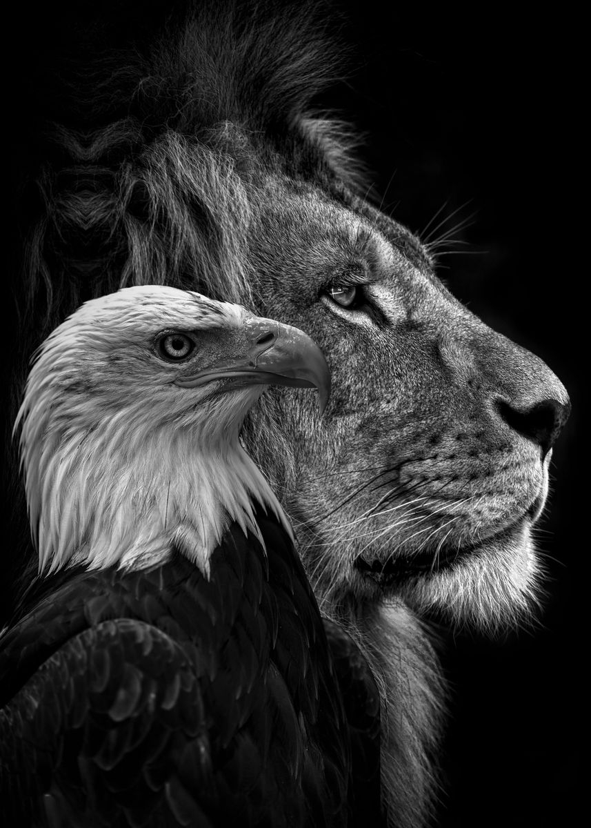 860x1200 black lion and eagle faces' Poster, Phone