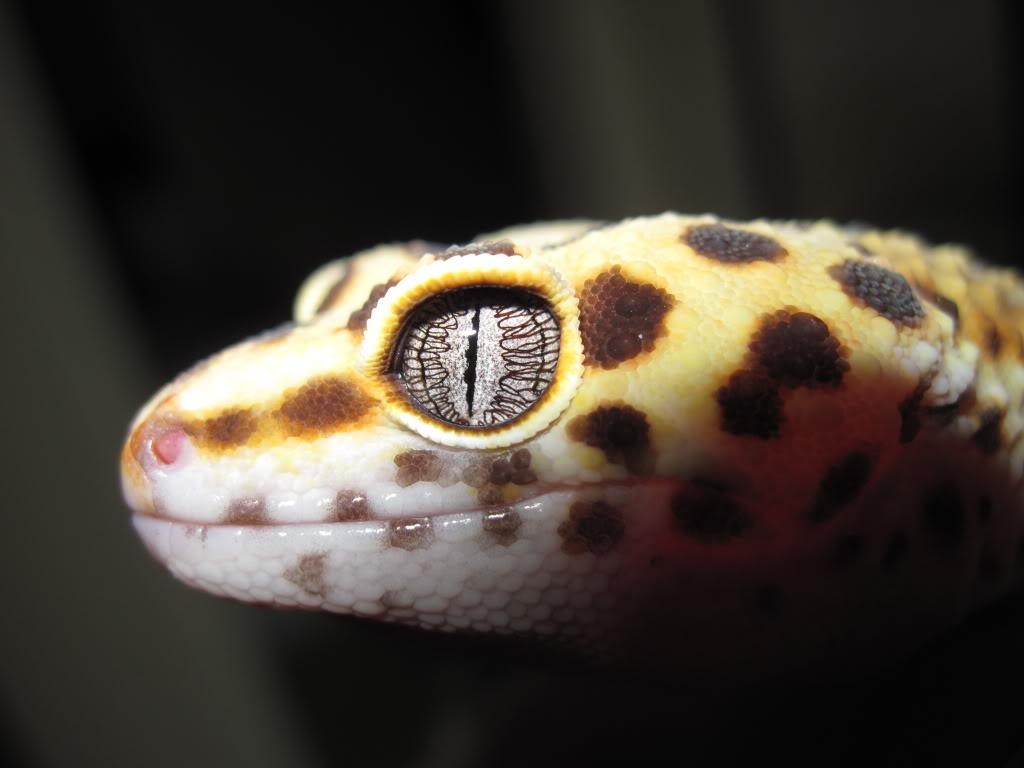 1030x770 Leopard Gecko Eye, HD Wallpaper & background Download, Desktop