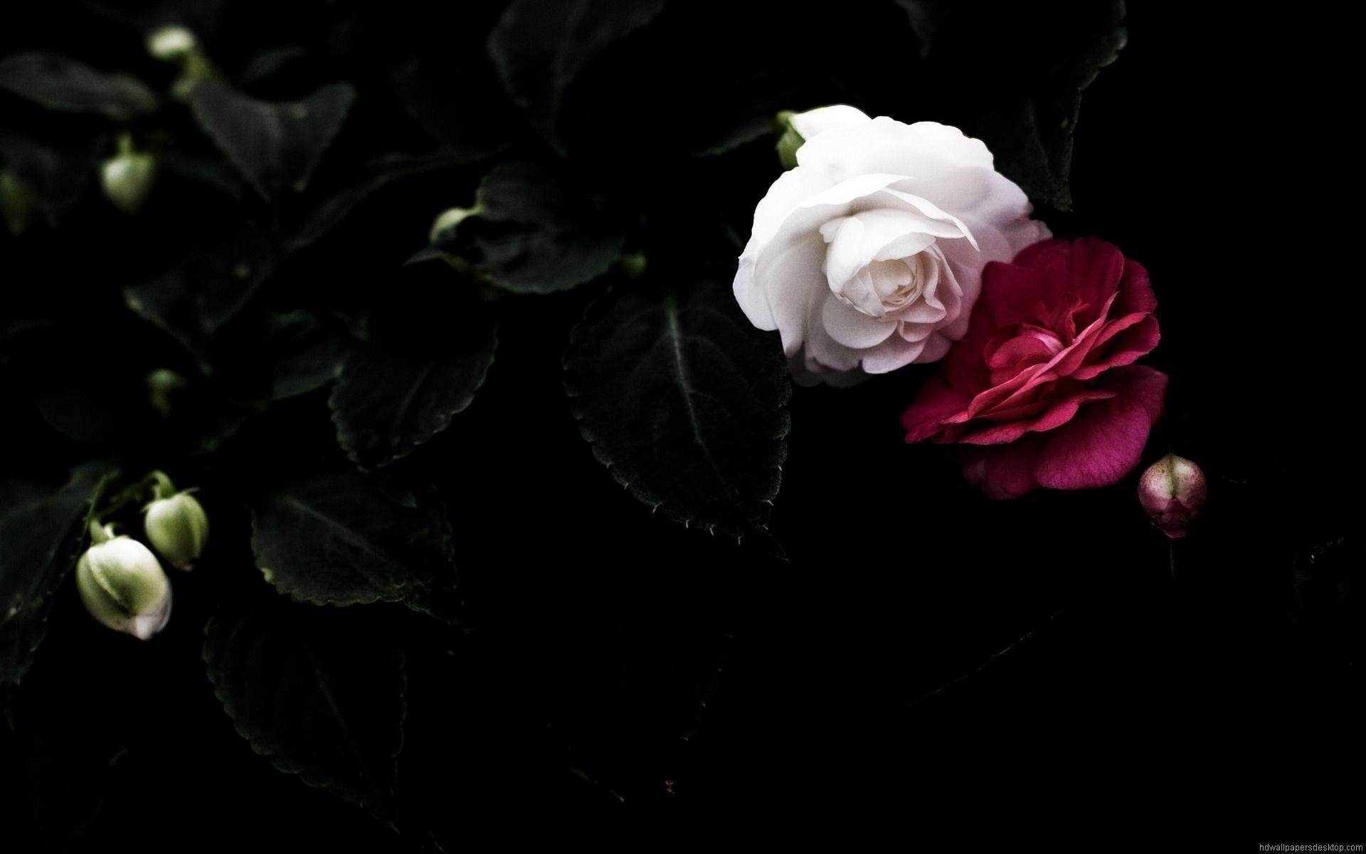 1920x1200 Rose Wallpaper, Desktop