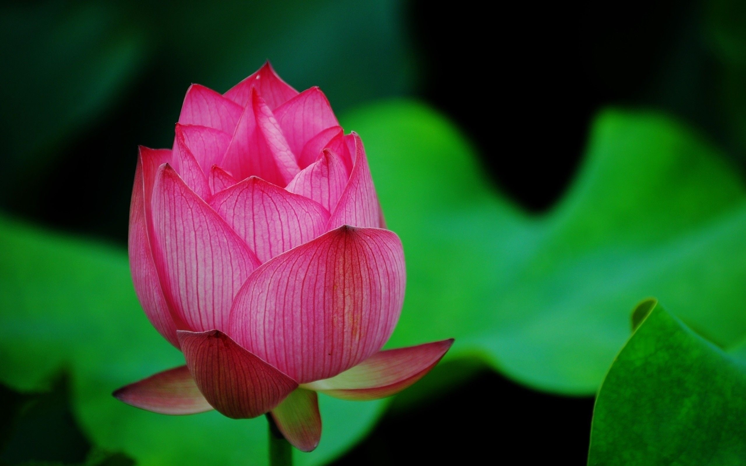 2560x1600 Lotus Flower Pink, HD Flowers, 4k Wallpaper, Image, Background, Photo and Picture, Desktop