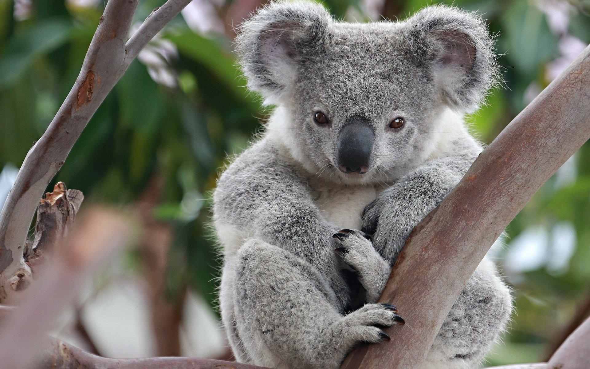 1920x1200 Koala HD Wallpaper and Background Image, Desktop