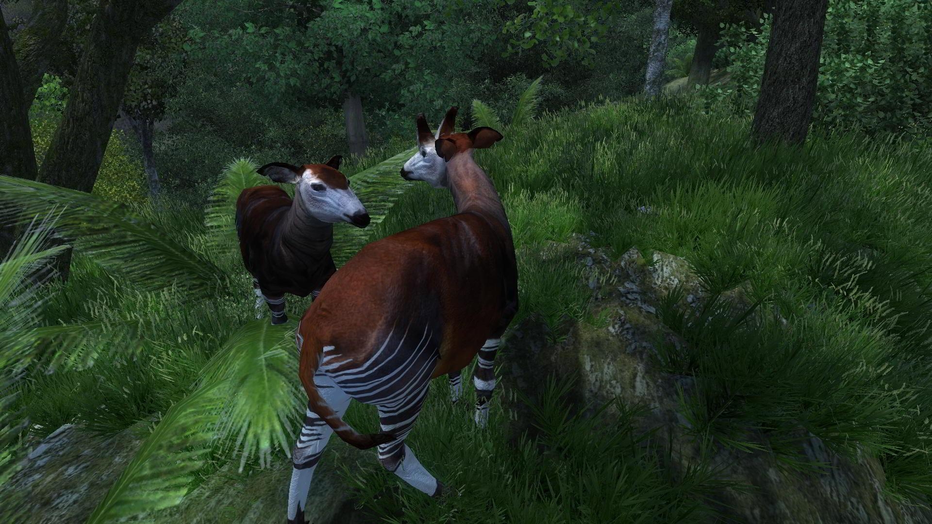 1920x1080 Ubanga Wildlife Fund - Okapi at Oblivion Nexus, Desktop