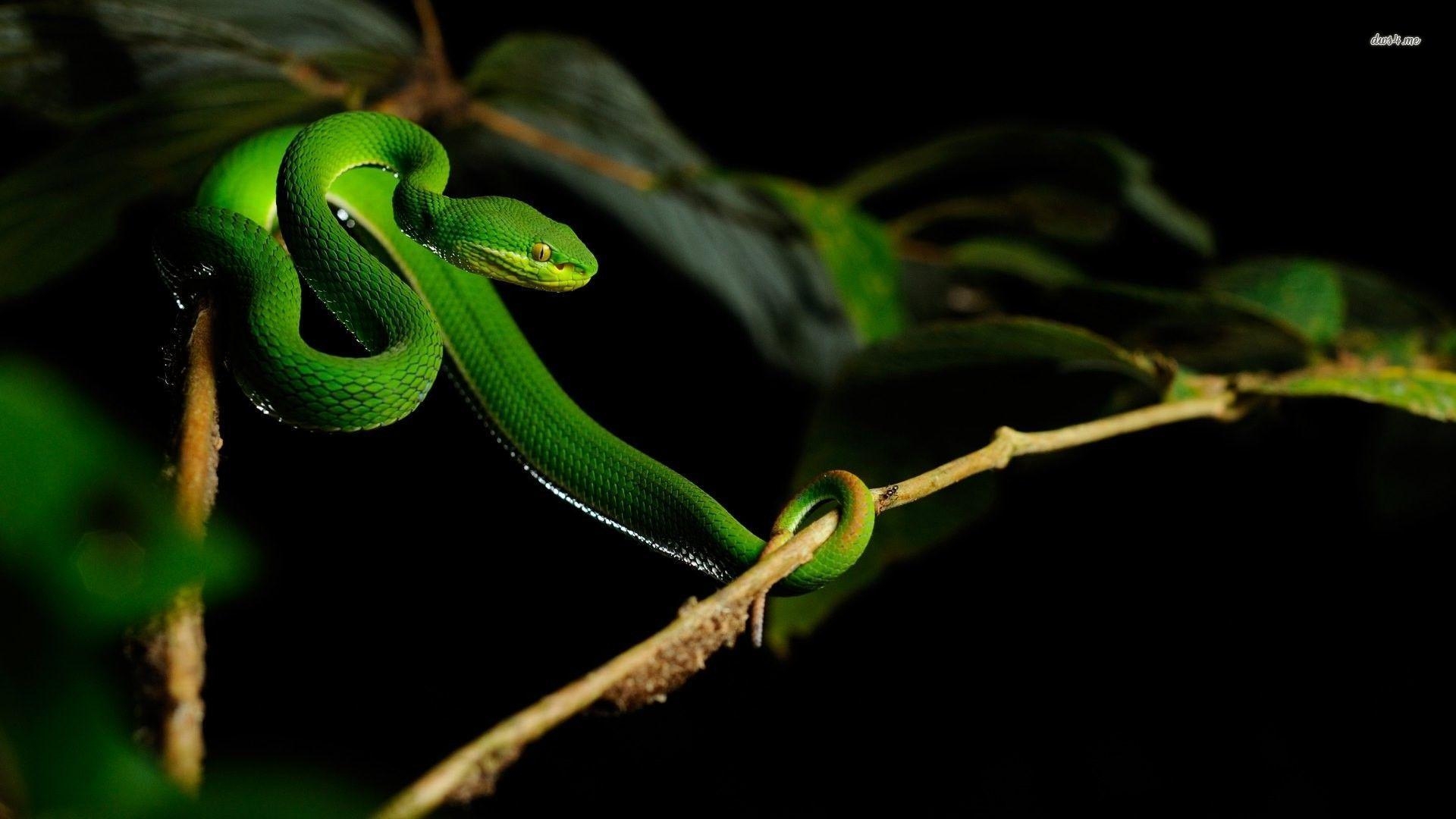 1920x1080 Pit Viper Snake Wallpaper, Desktop