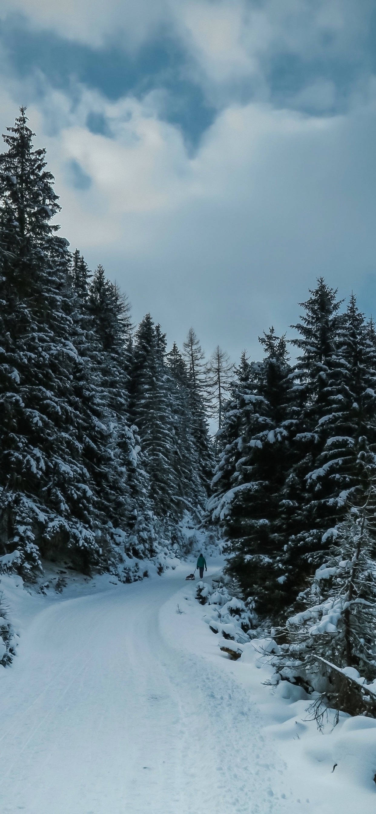 1250x2690 Download Snow Trees Winter iPhone Wallpaper, Phone