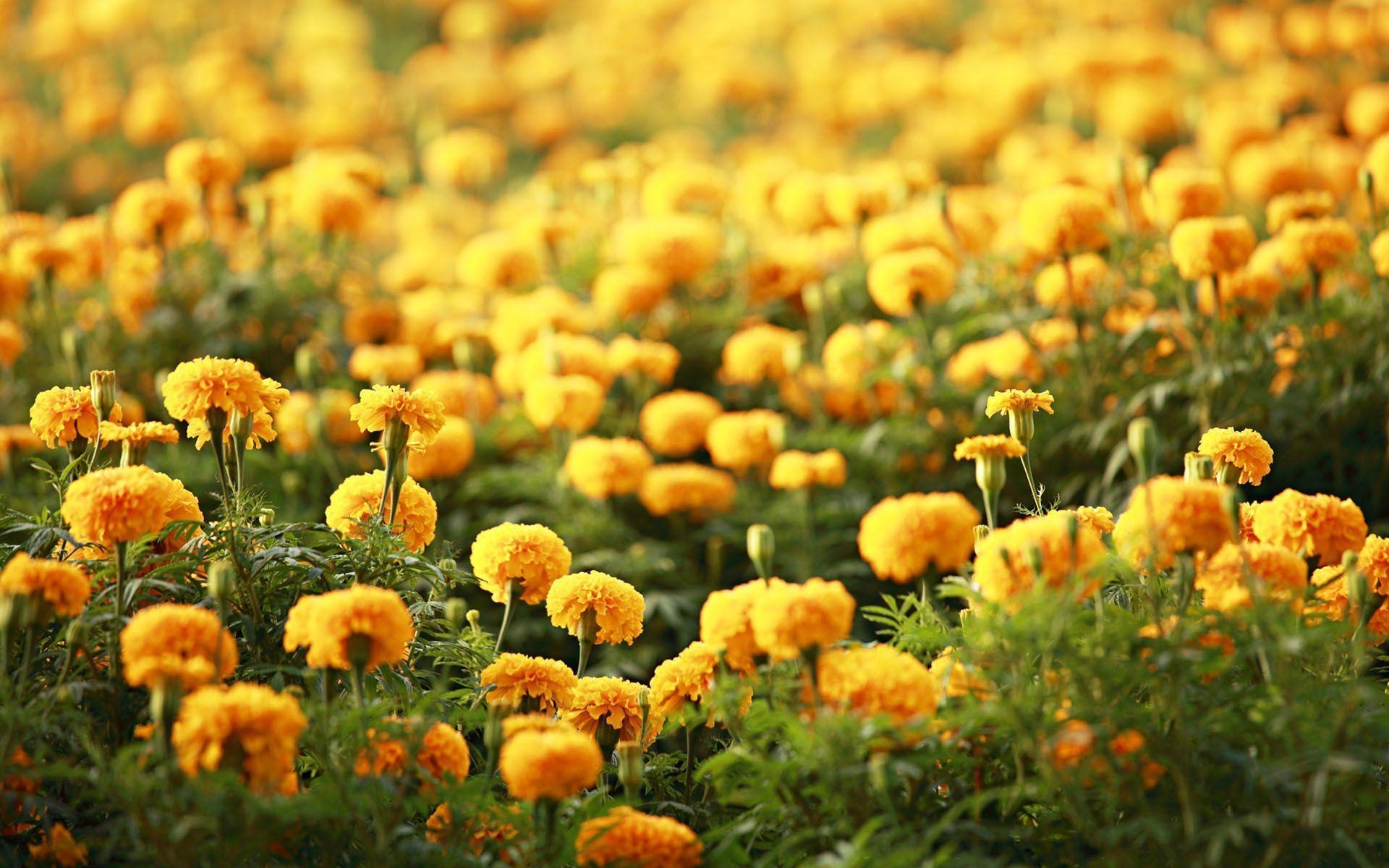 1920x1200 Beautiful Flower Wallpaper for your desktop, Desktop