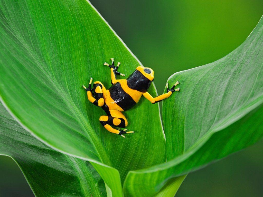 1030x770 Bumblebee Poison Dart Frog, Guyana. Amphibia. Dart, Desktop