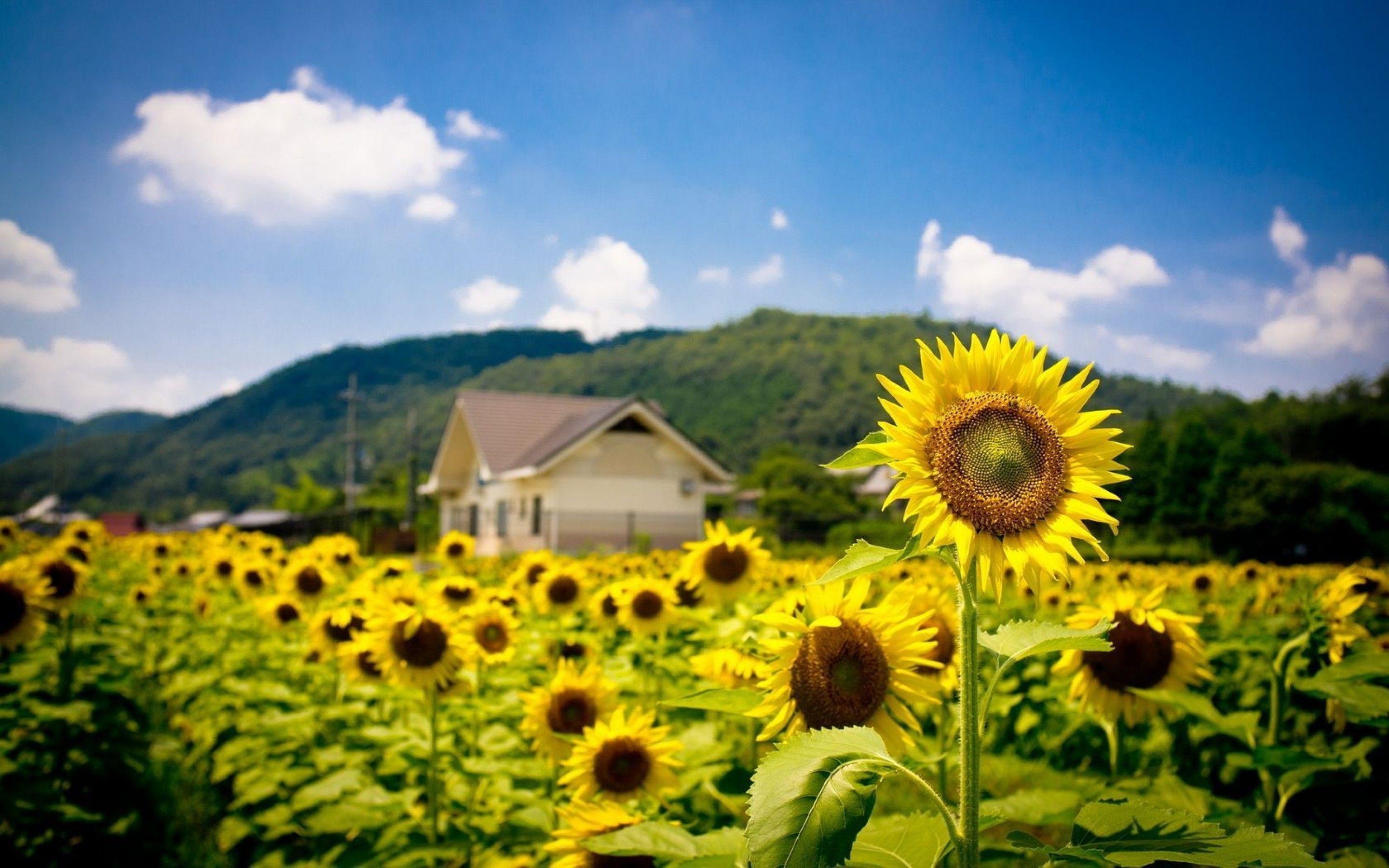 2880x1800 Sunflowers Wallpaper Full HD, Desktop