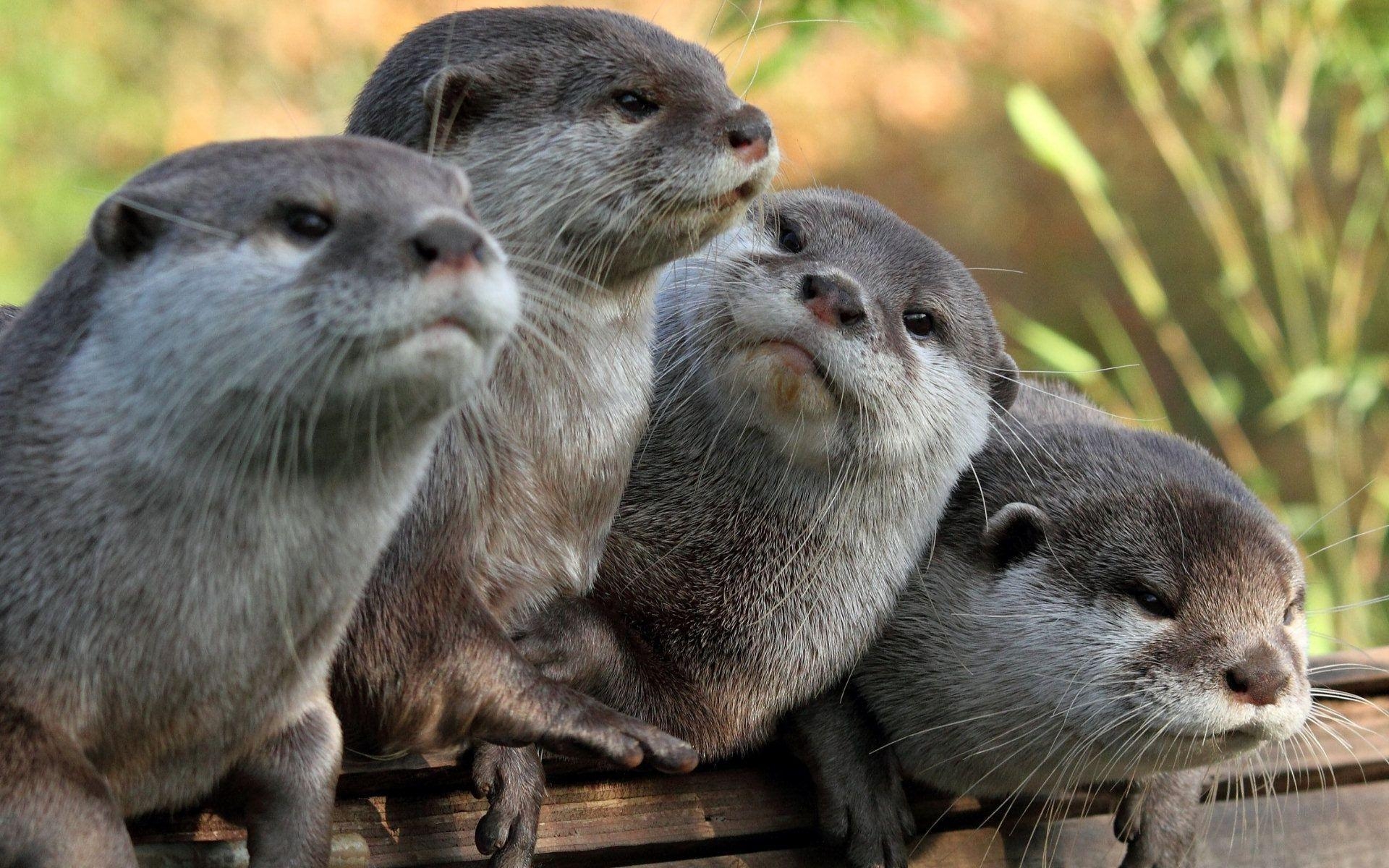 1920x1200 Otter Wallpaper, Desktop