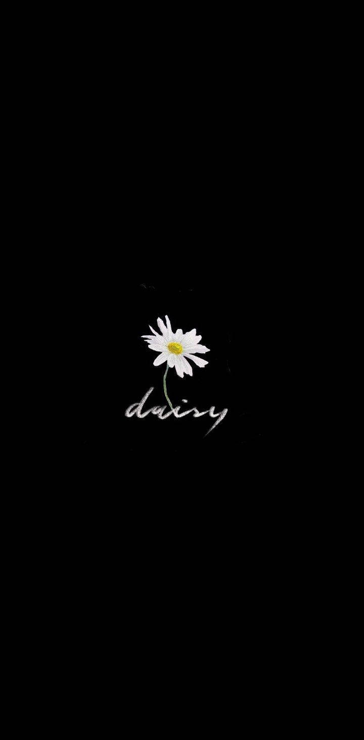 720x1470 Download Peaceminusone Daisy Flower Wallpaper, Phone