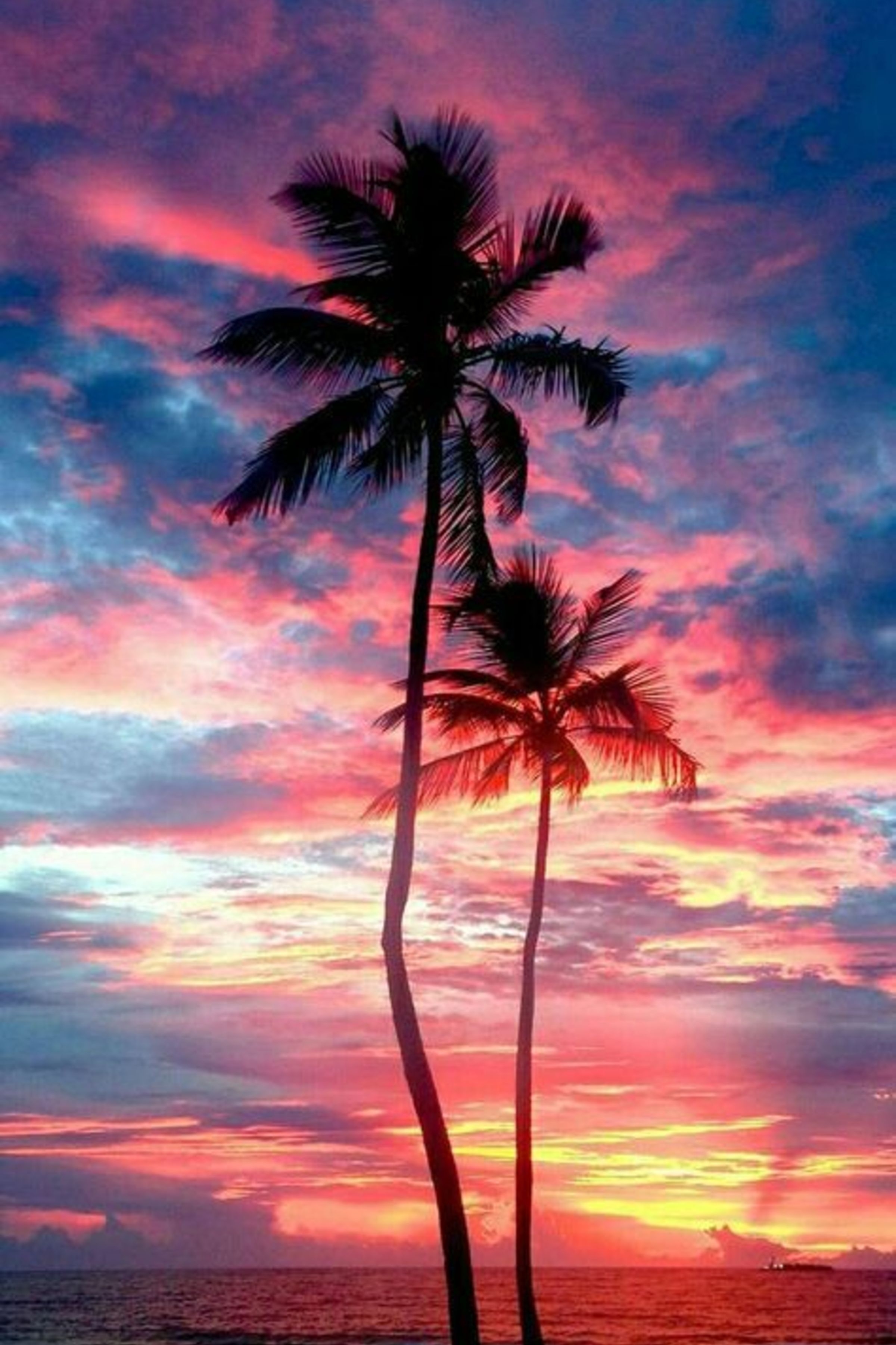 2400x3600 Palm trees wallpaper.com, Phone