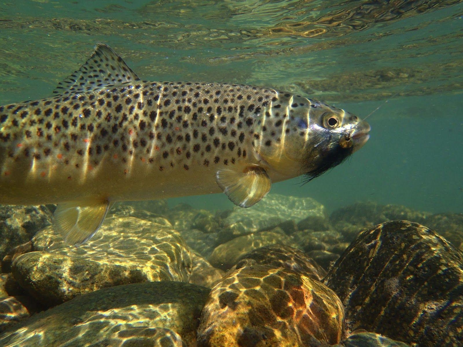 1600x1200 Brown Trout Skin Wallpaper, Desktop