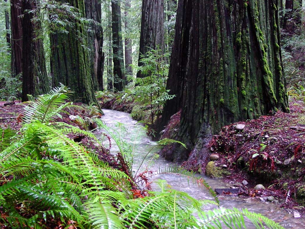 1030x770 Stream in a Redwood Forest Avenue of the Giants Humbolt County, Desktop