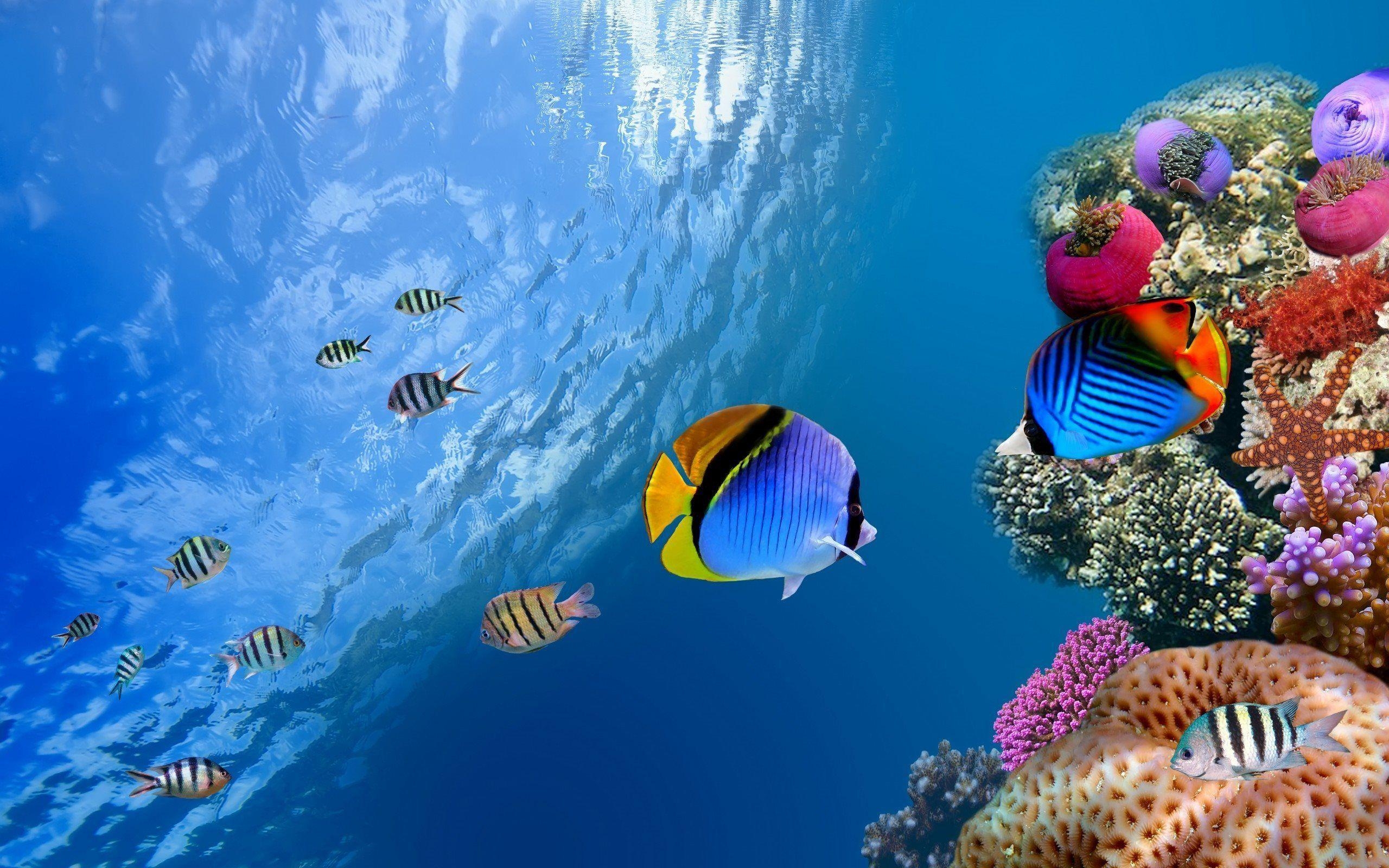 2560x1600 Hawaii Ocean Underwater. Underwater Scene Coral Ocean Wallpaper, Desktop