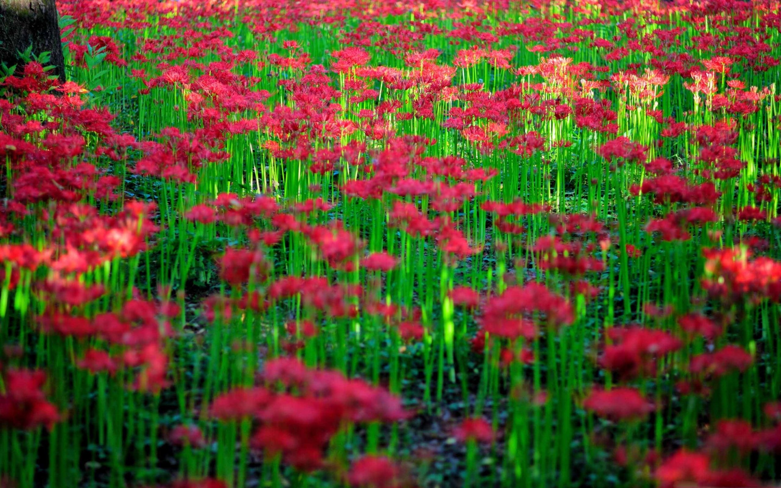 2560x1600 Red Spider Lily Field Mac Wallpaper Download, Desktop