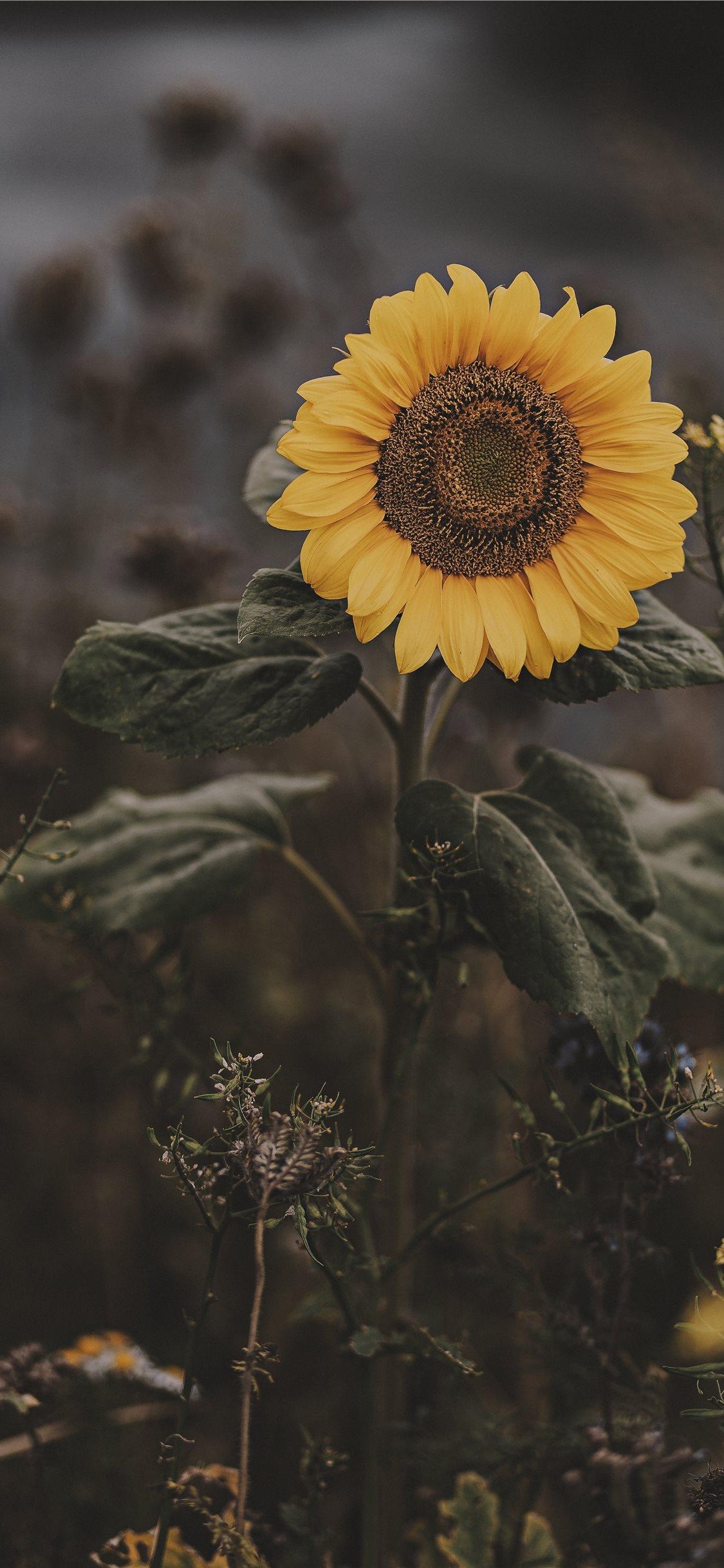 1130x2440 Sunflower iPhone X Wallpaper Free Download, Phone