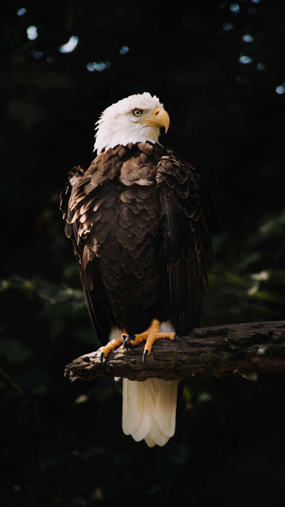 1080x1920 Eagle Wallpaper Best Eagle Background Download, Phone