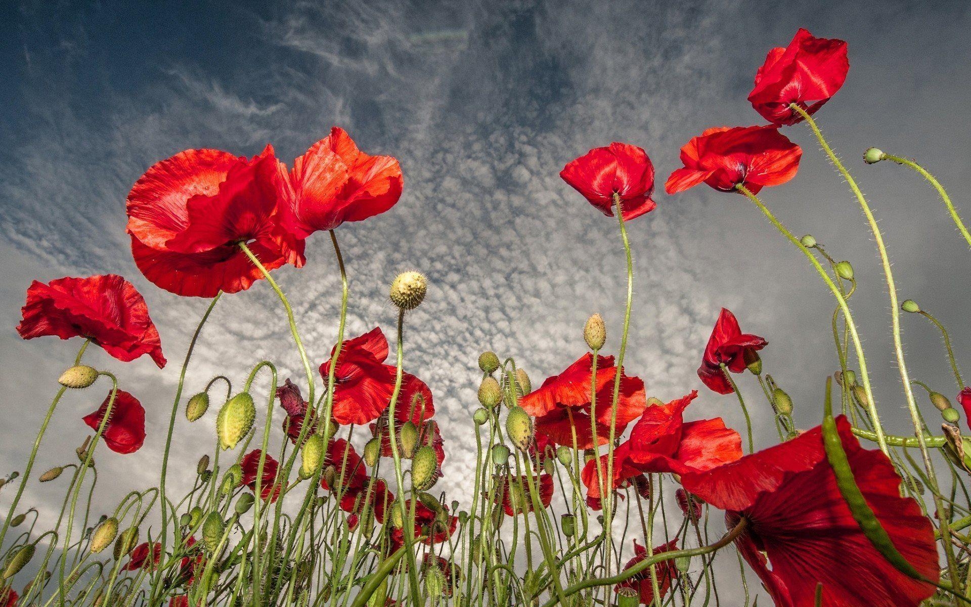 1920x1200 Hd Wallpaper Red Poppy Flowers Field 1280 X 1024 90 Kb Jpeg. HD, Desktop