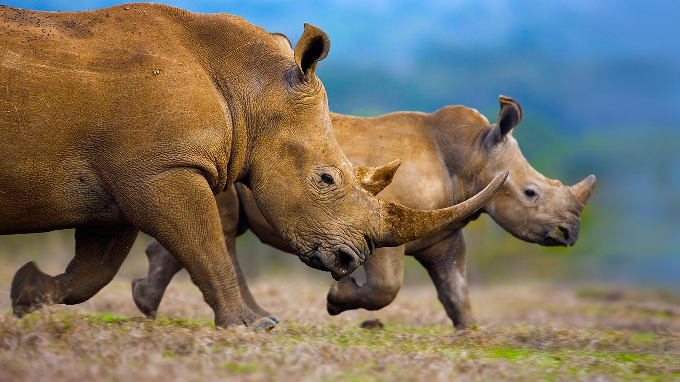 1370x770 Southern white rhinoceros mother and calf wallpaper, Desktop