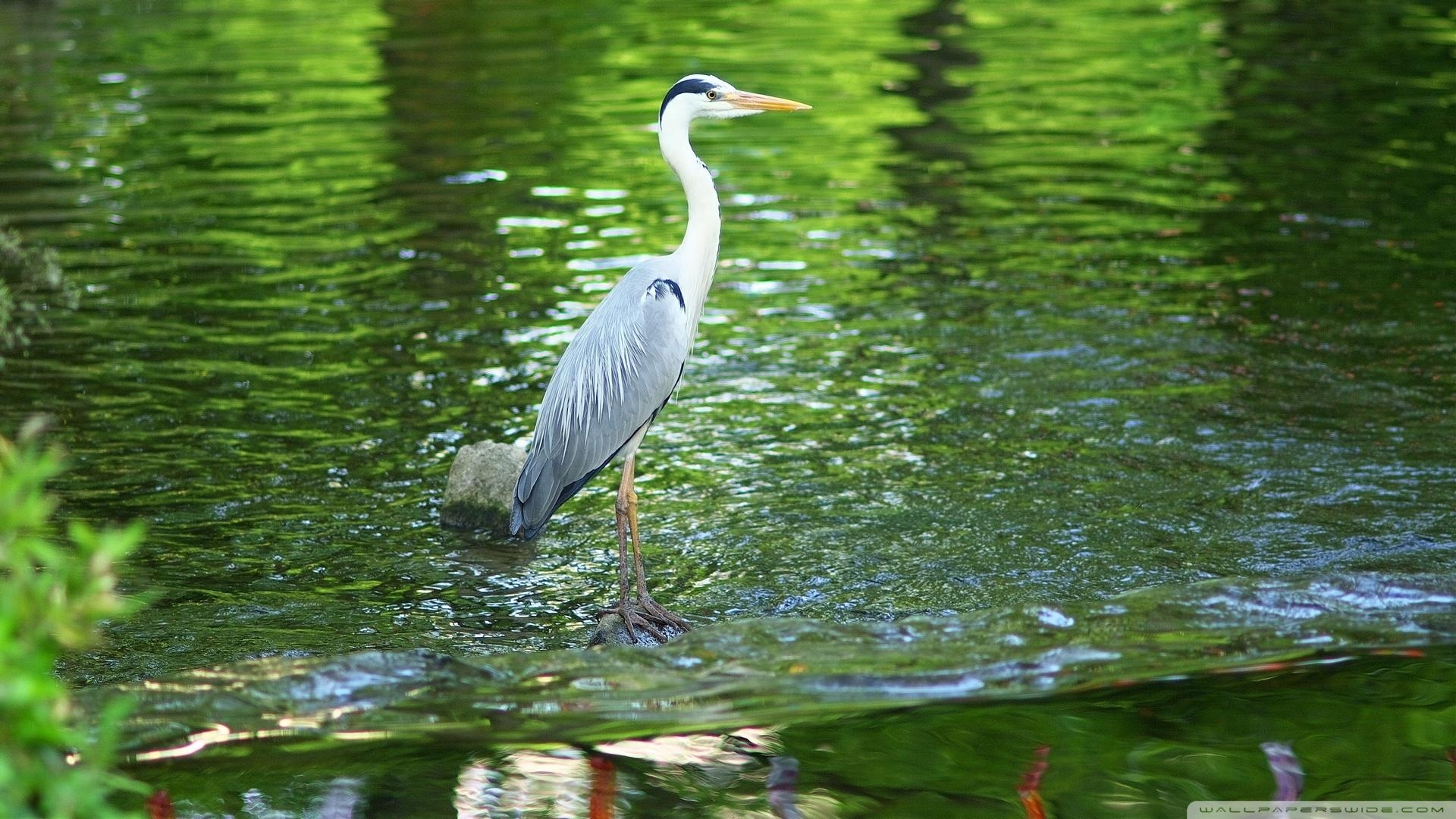 1920x1080 Heron Wallpaper HD Wallpaper, Desktop