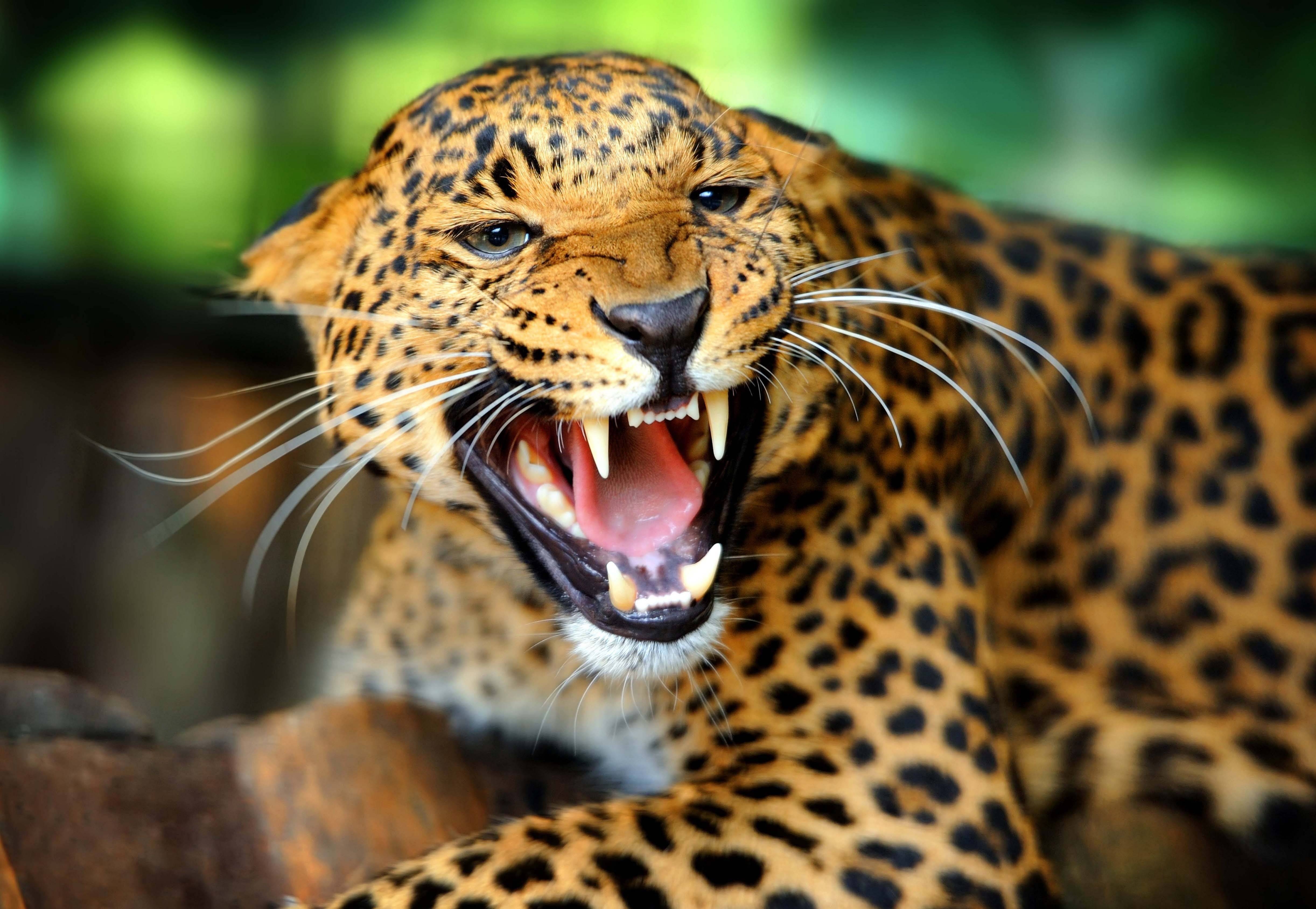 4890x3380 Download wallpaper leopard, wildcat, roar, grin free desktop, Desktop