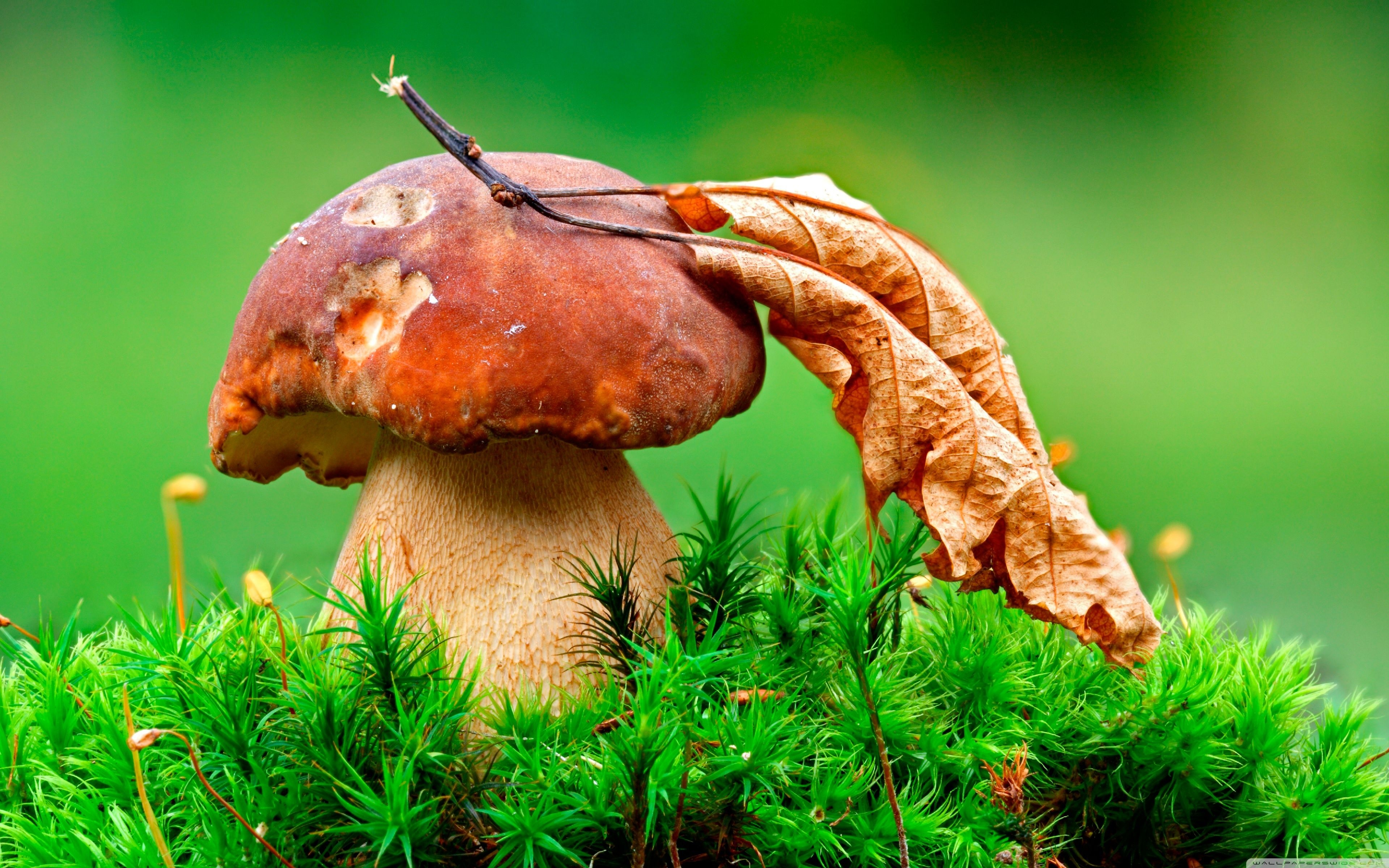 3840x2400 Macro Mushroom Ultra HD Desktop Background Wallpaper for 4K UHD TV, Tablet, Desktop